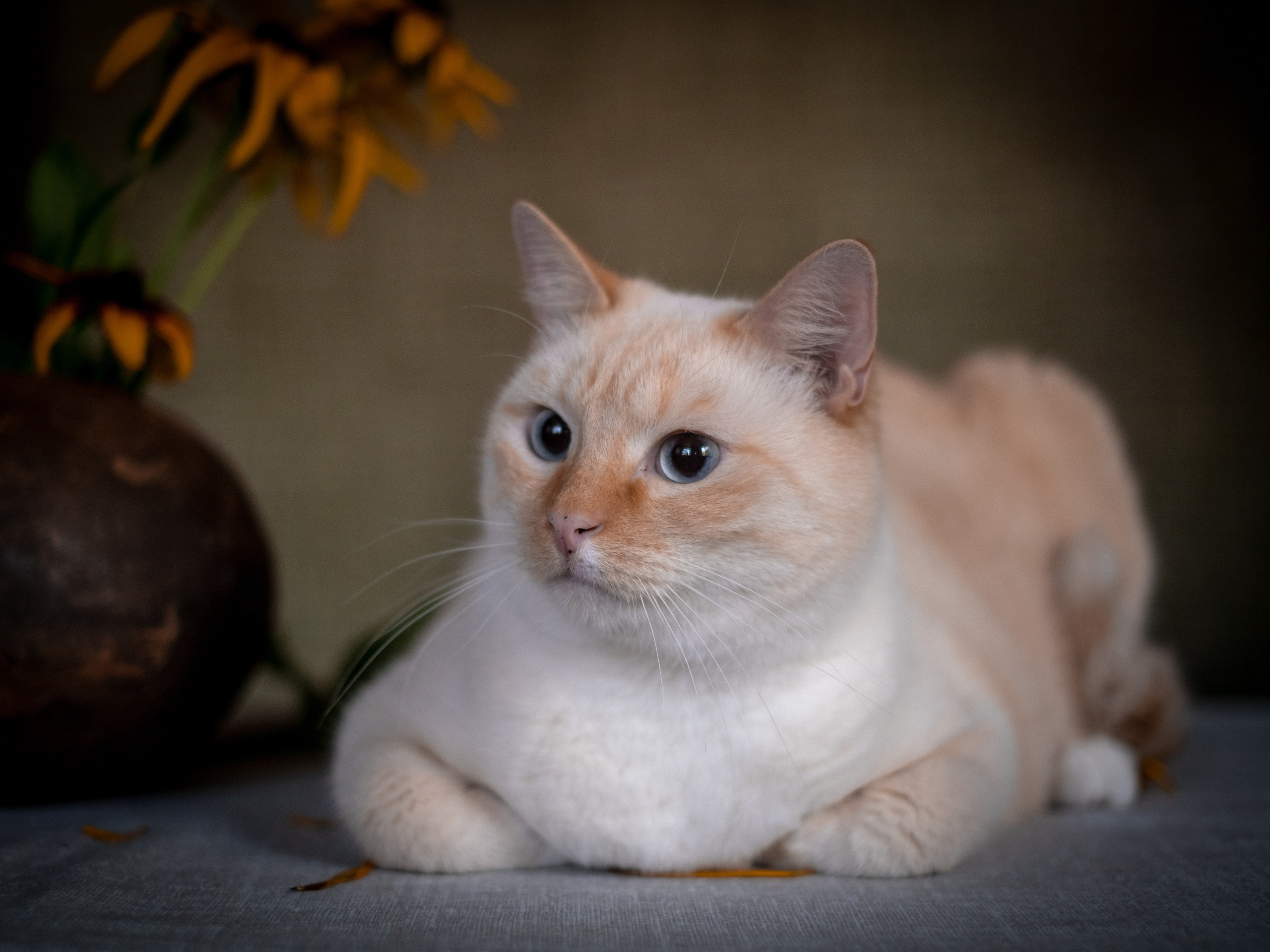Нюша и Лучик для Антона!. Зоофотограф, фотограф животных в Москве и области Дина Дамоцева