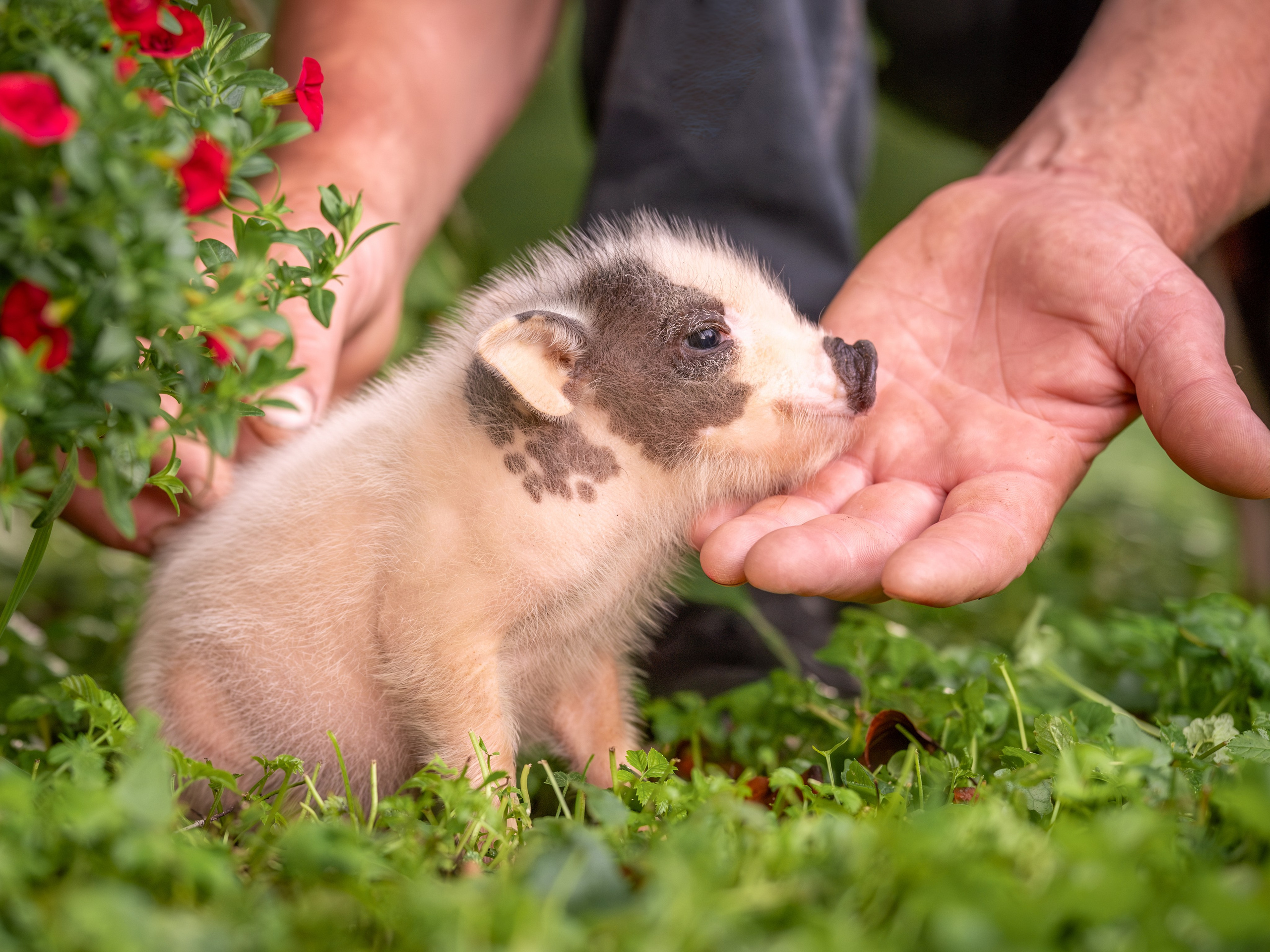 Минипиги для Марины. Зоофотограф, фотограф животных в Москве и области Дина Дамоцева