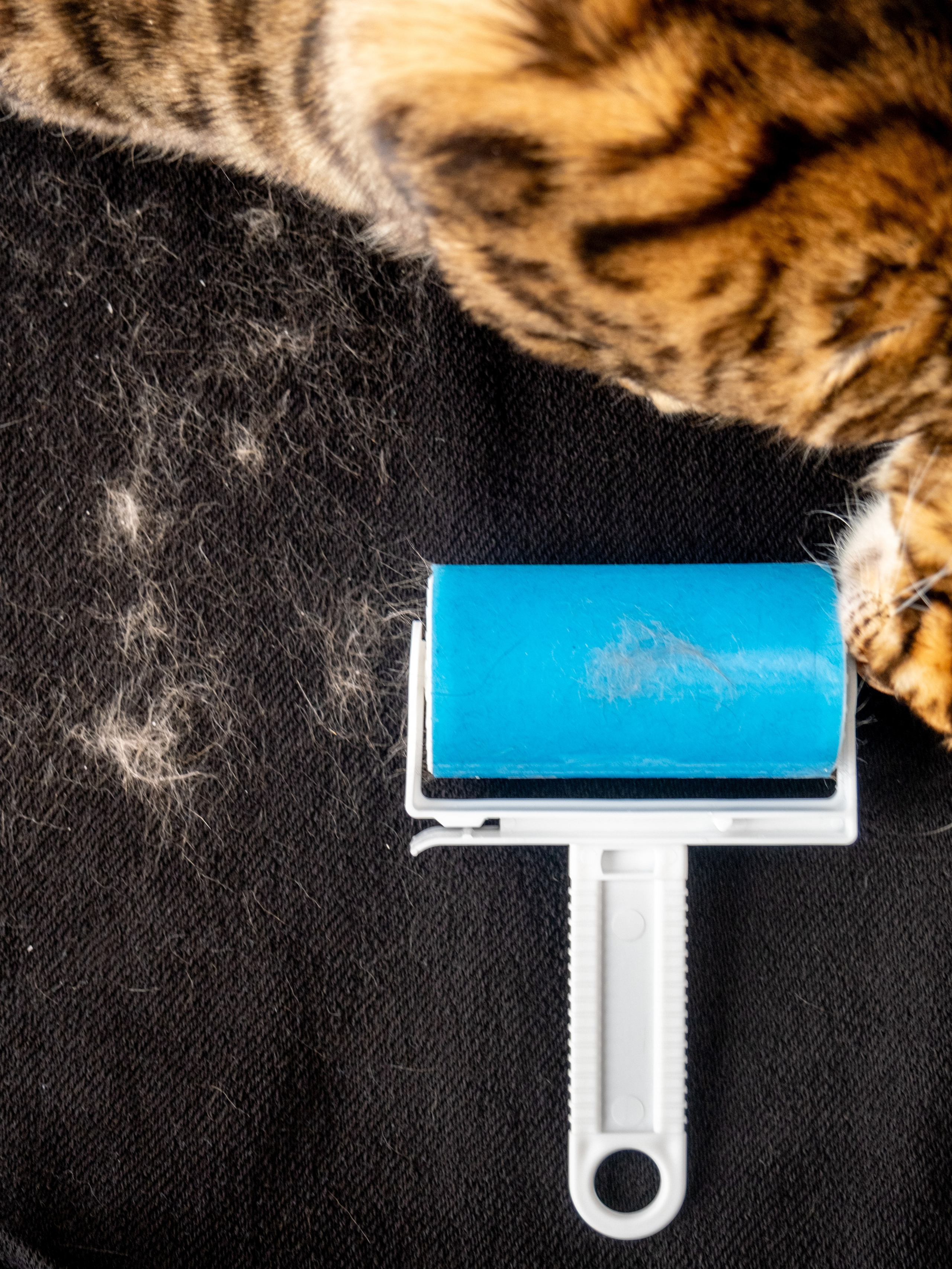 Пуходерка и ролик для очистки одежды для Александра!. Зоофотограф, фотограф животных в Москве и области Дина Дамоцева