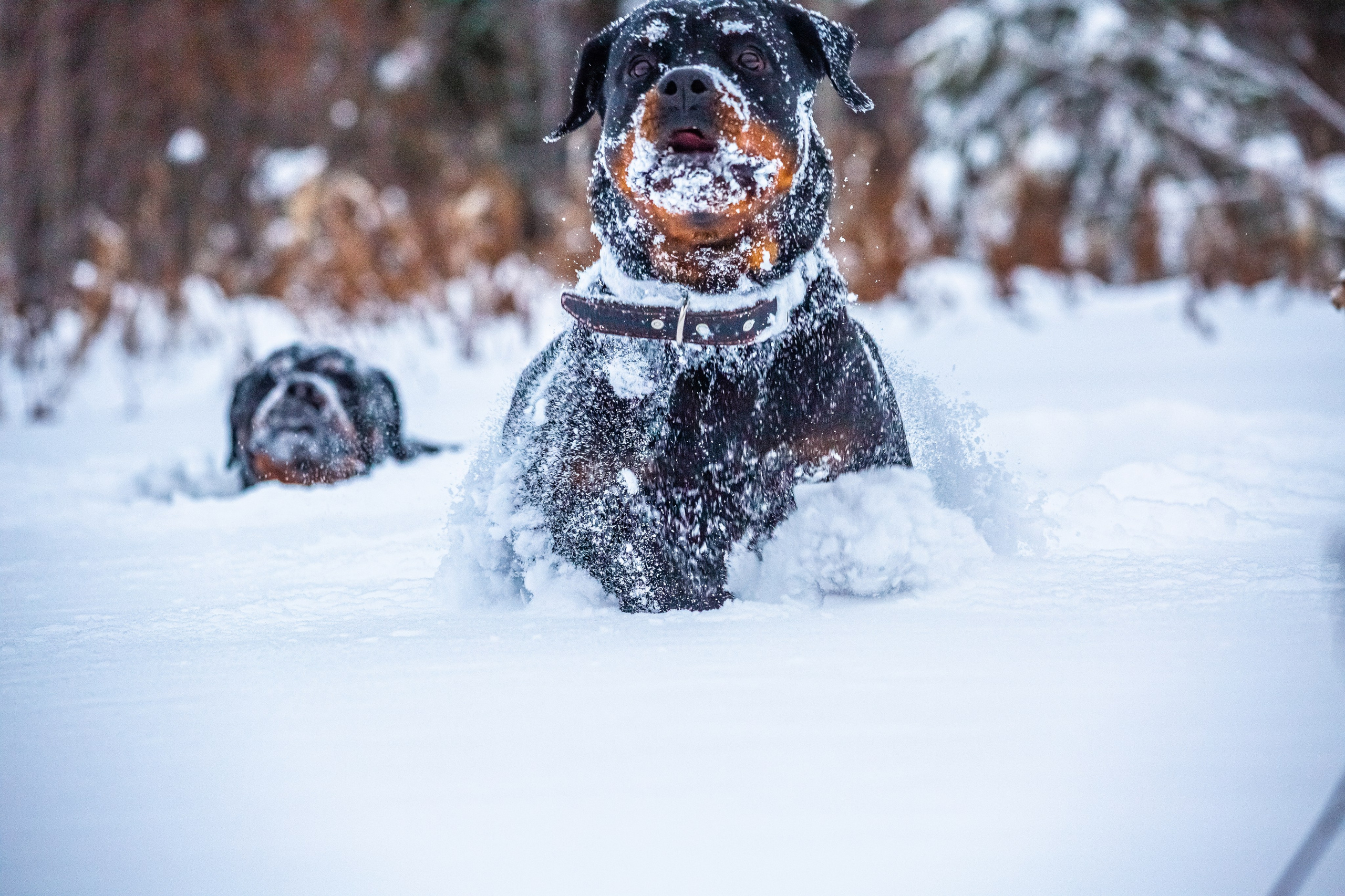 Животные. Авторские туры с профессиональным фотографом
