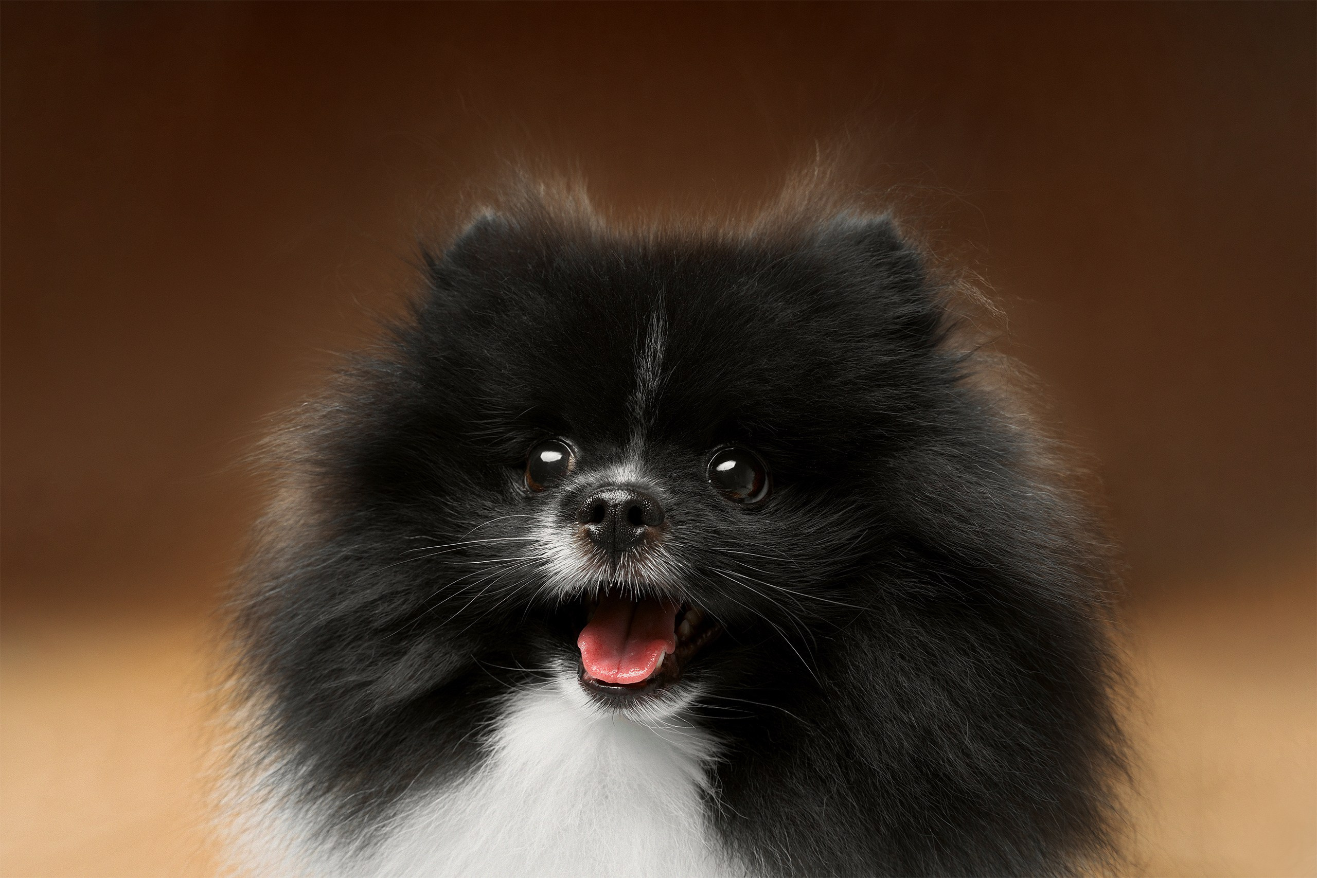 Съёмка собак. Интерьерный фотограф. Москва. Данил Новиков