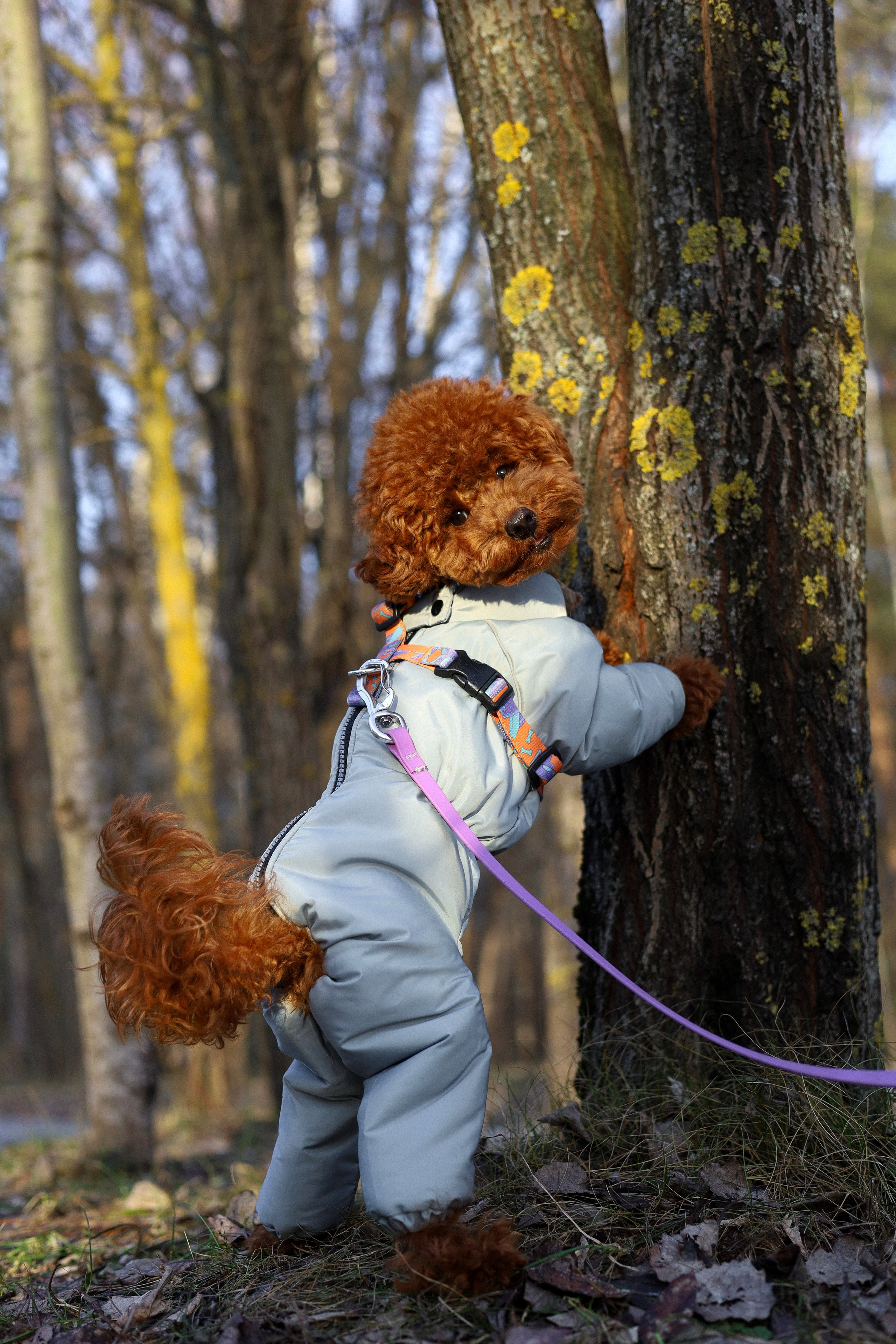 Филипп и Настя. Фотограф-анималист Ксения Шевцова|Москва