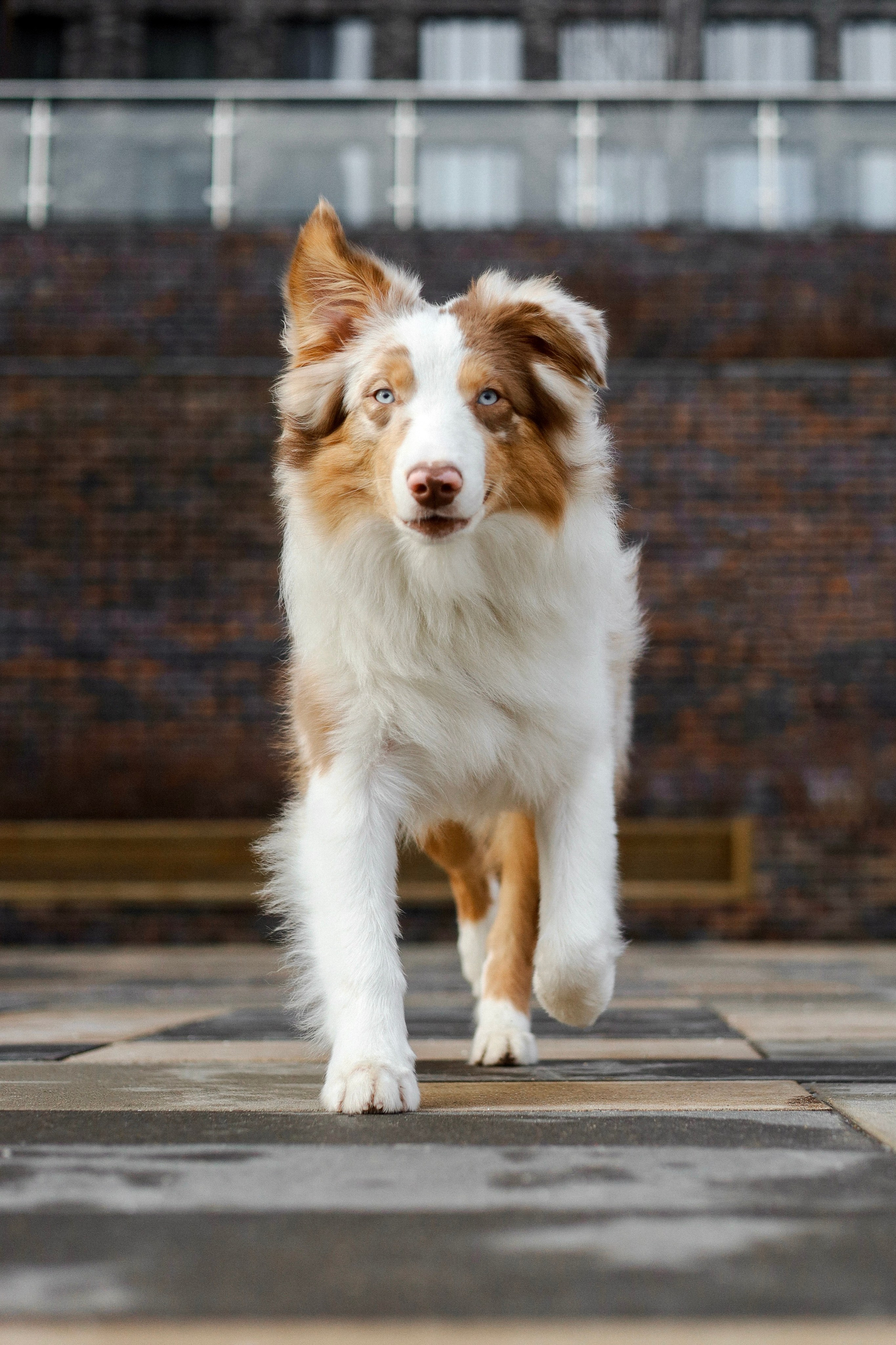 Бри и Яна. Фотограф-анималист Ксения Шевцова|Москва