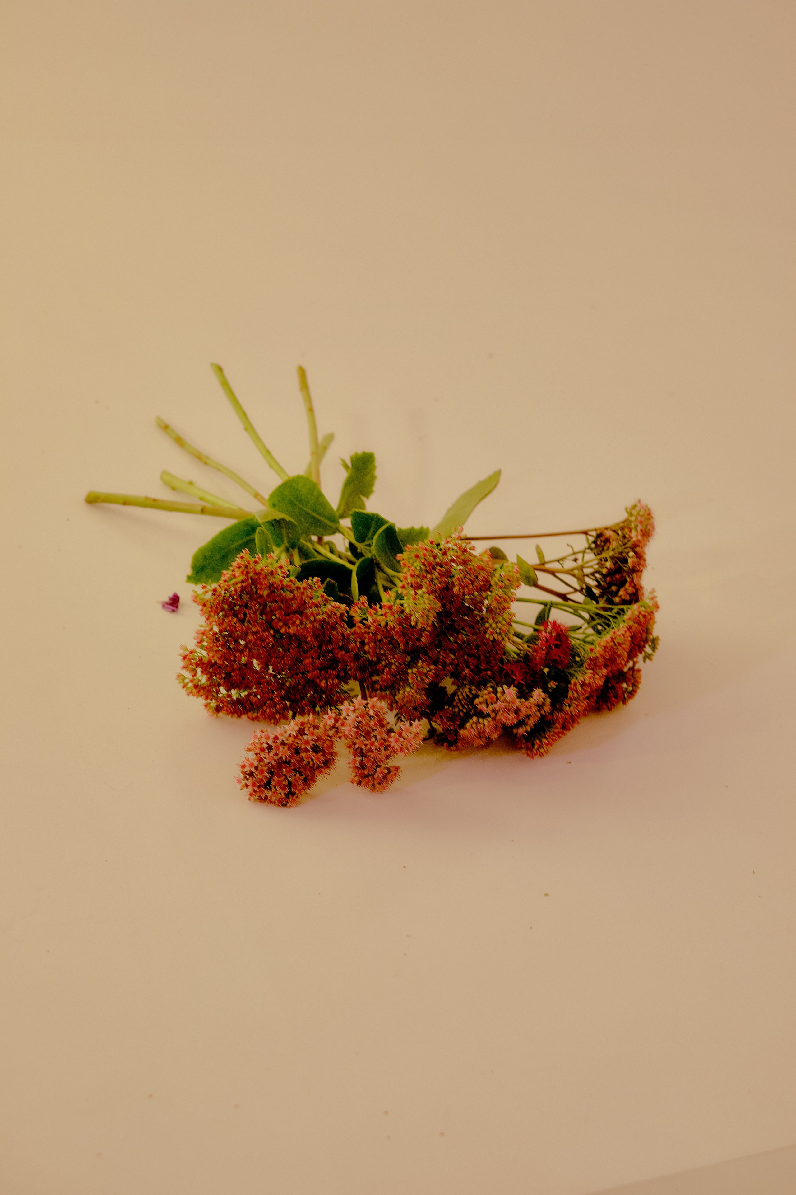 Индивидуальная фотосессия с цветами в студии. Портретный, семейный фотограф в Твери Жданова Татьяна tatzhdanov Таня