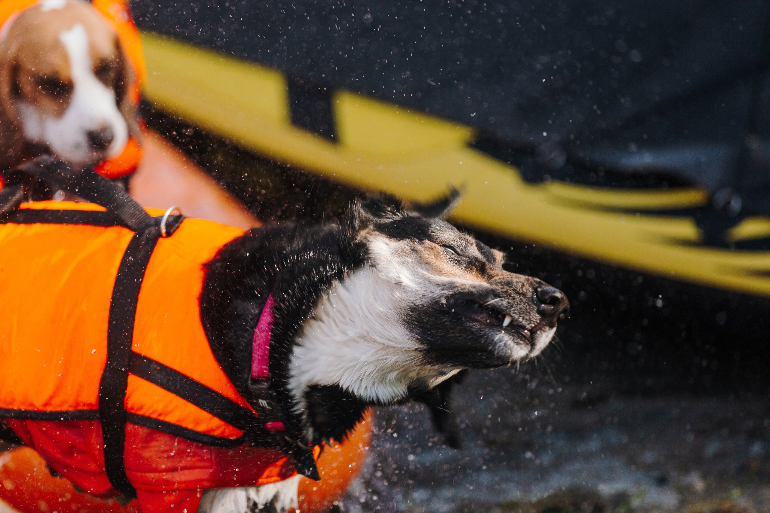 Petshop Sup day. Фотограф анималист Кристина Карпова, Москва
