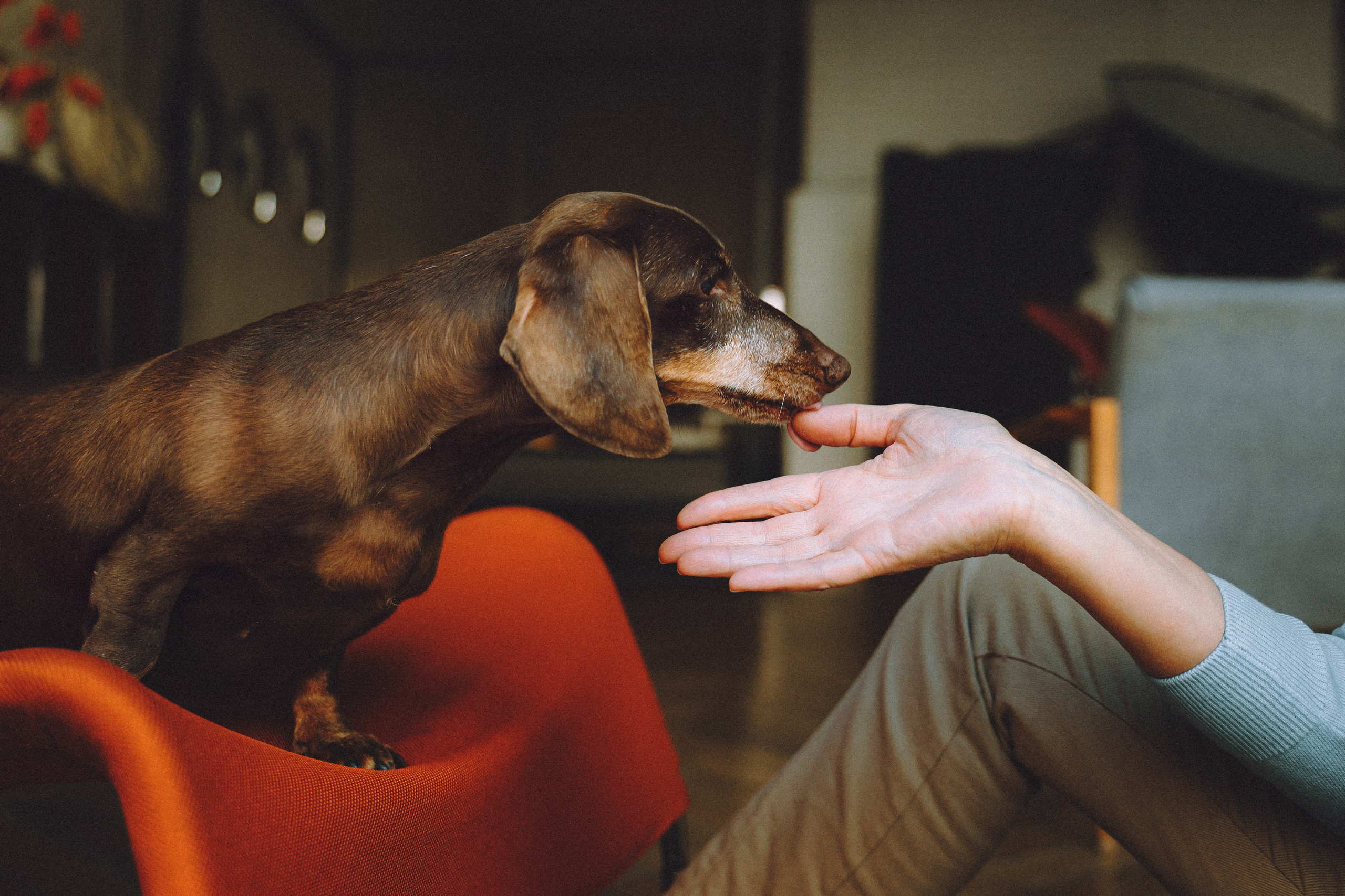 Кокос, Света, Динара и Вилли