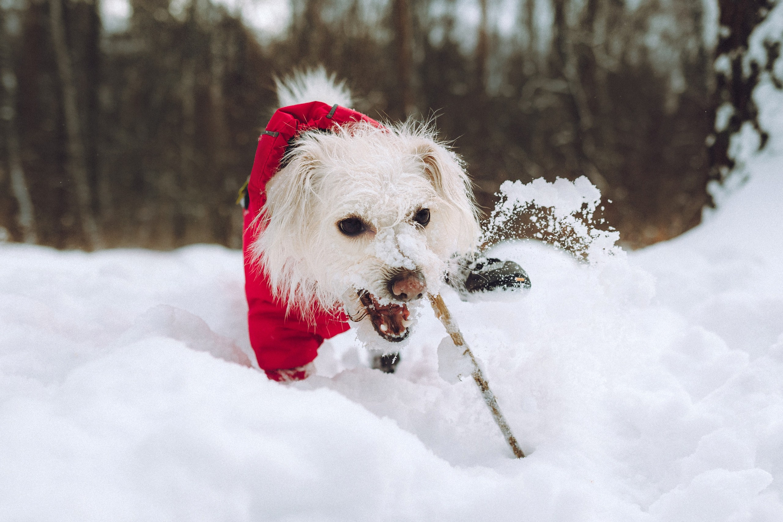 Как я выбираю, на какой объектив снимать животных?