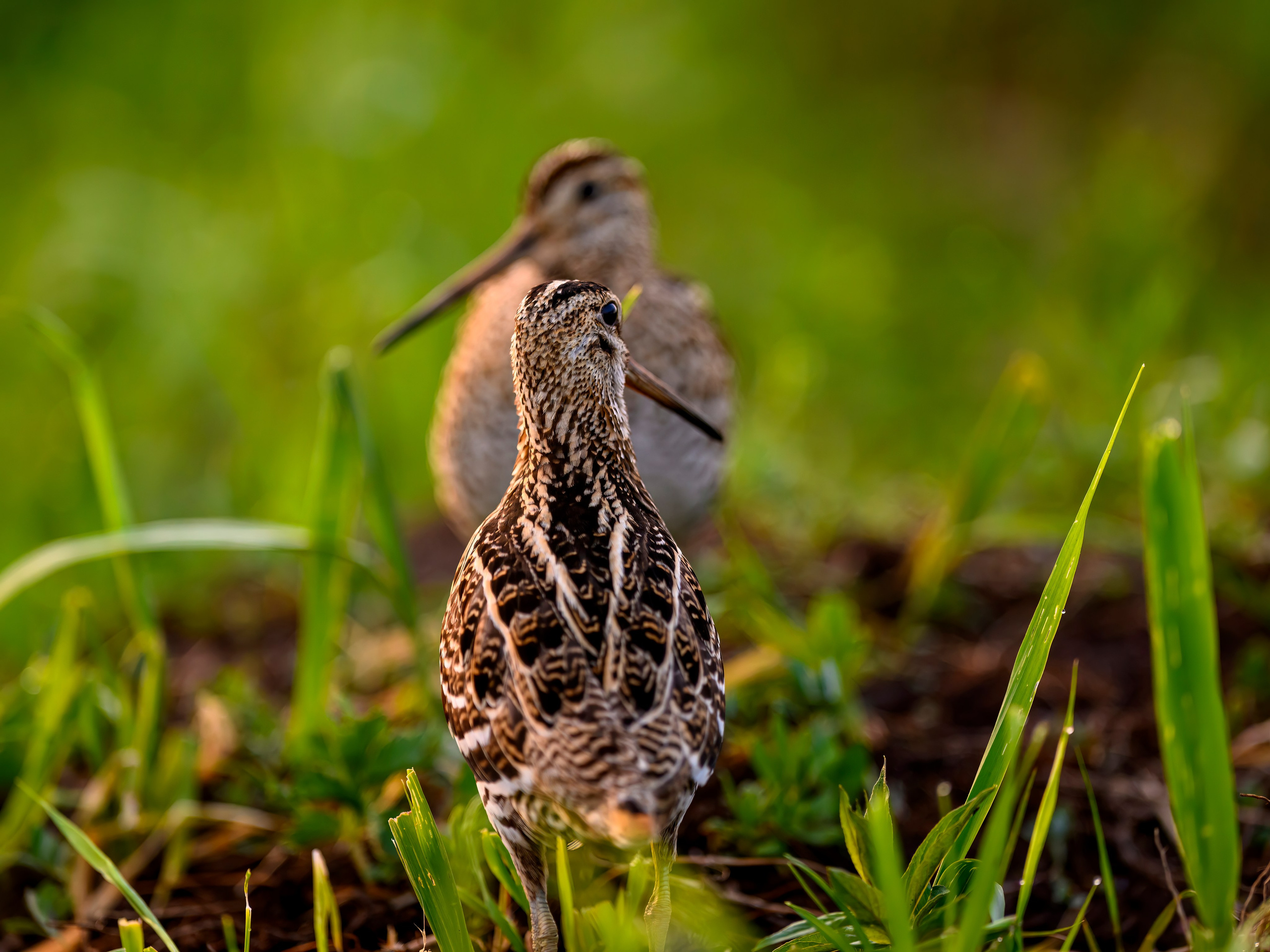 На дупелином току. Wildlife photography by Sergey Puponin
