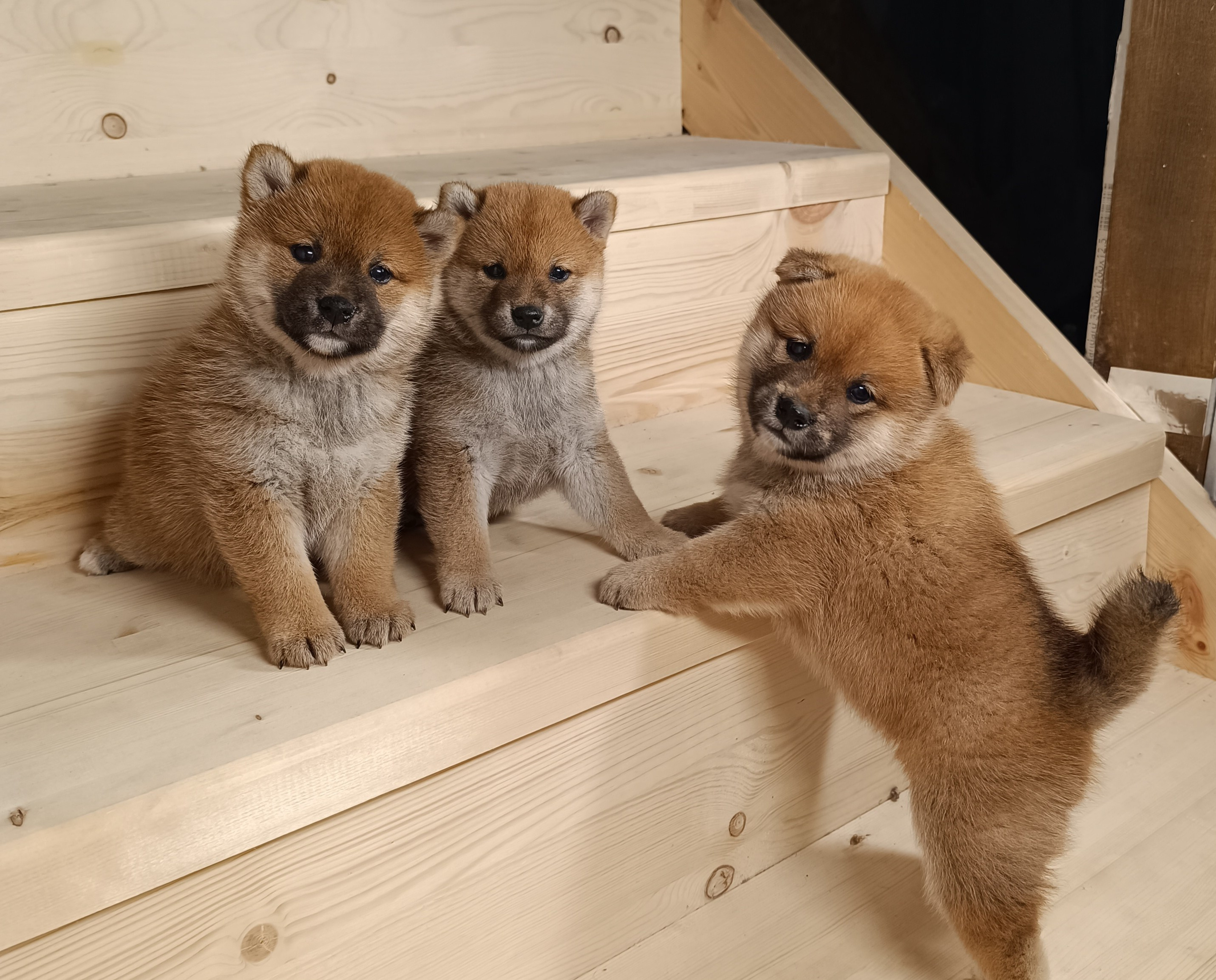 Сиба Помёт Е питомник Рубилайт