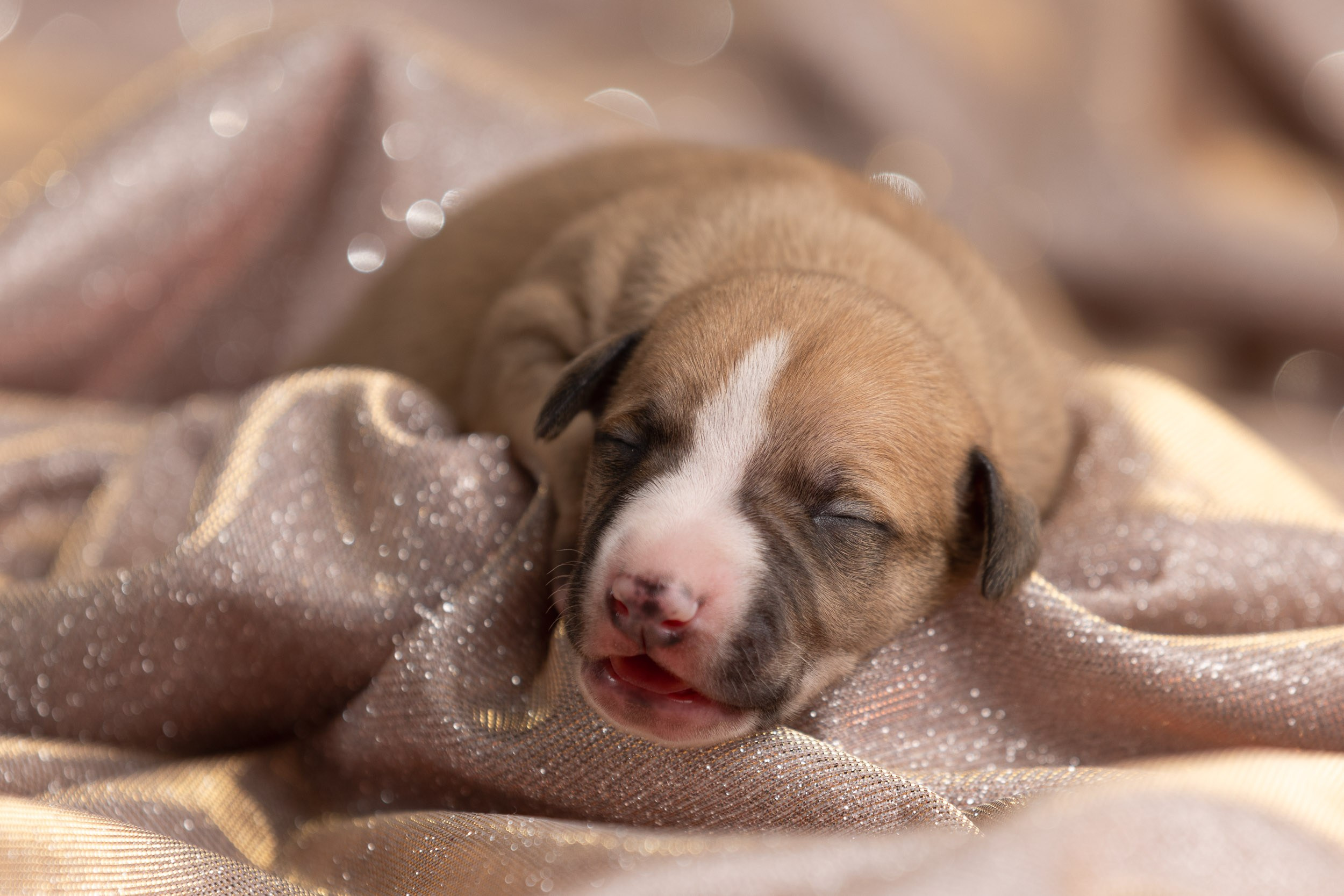 Ньюборн для щенков уиппета. Фотограф-анималист в Москве и Московской области Татьяна Фролова
