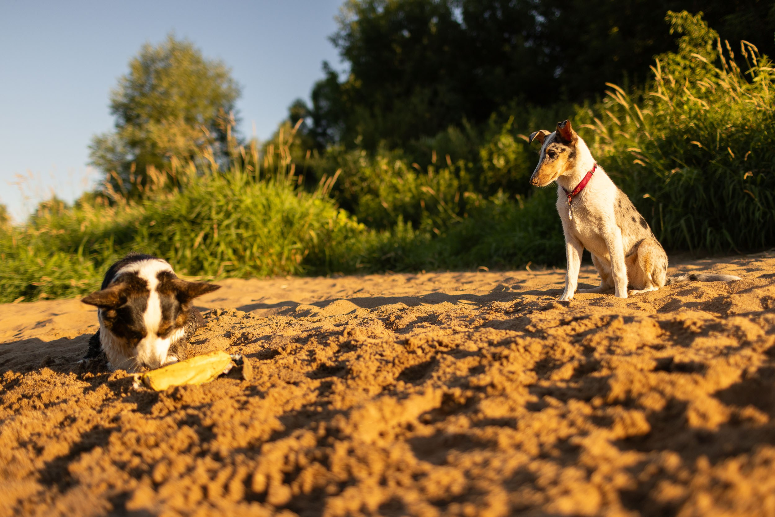 Купание щенков в стиле лайфстайл. Фотограф-анималист в Москве и Московской области Татьяна Фролова