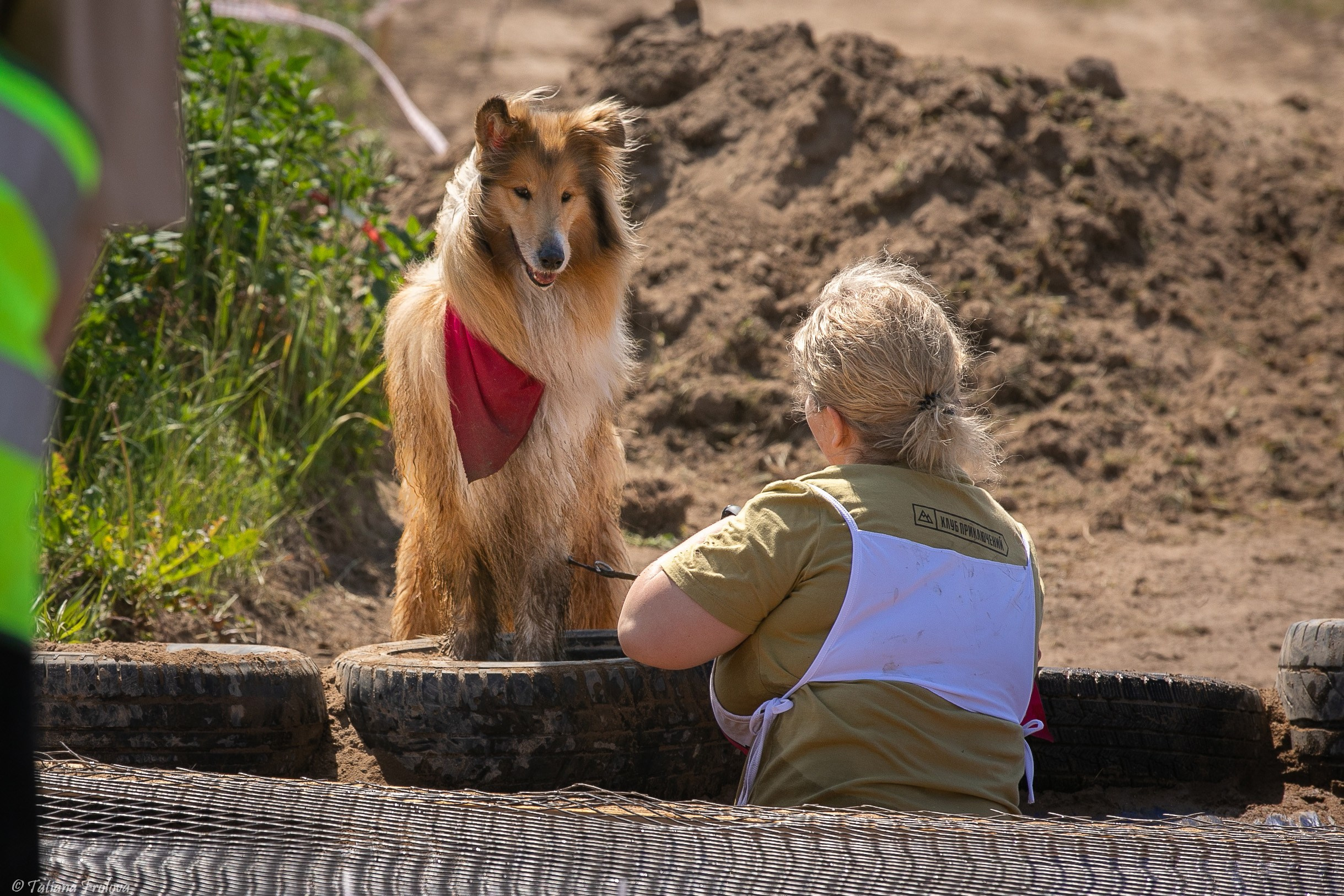 Фоторепортаж с забега с собаками. Фотограф-анималист в Москве и Московской области Татьяна Фролова