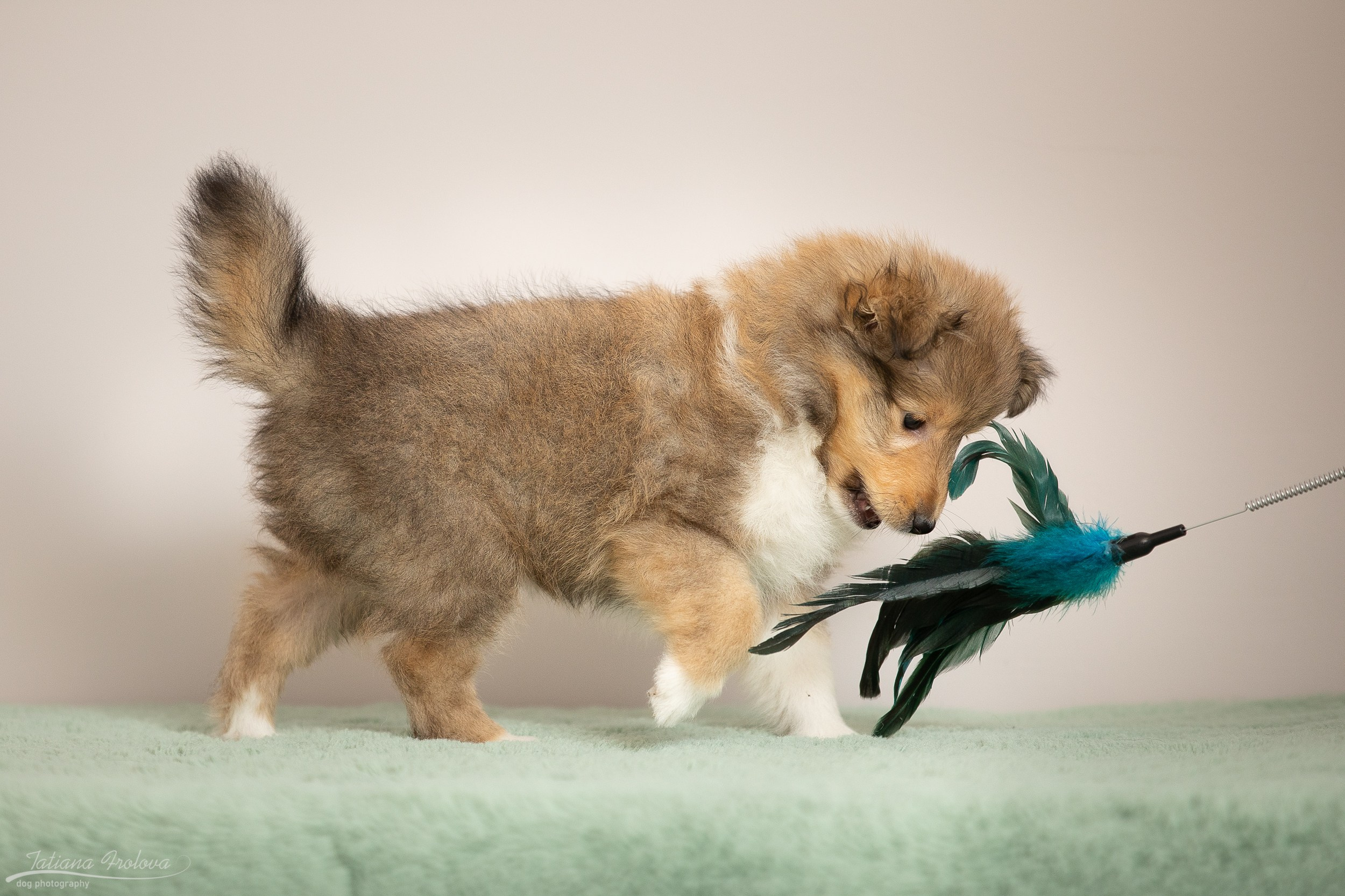 Съёмка щенков дома. Фотограф-анималист в Москве и Московской области Татьяна Фролова