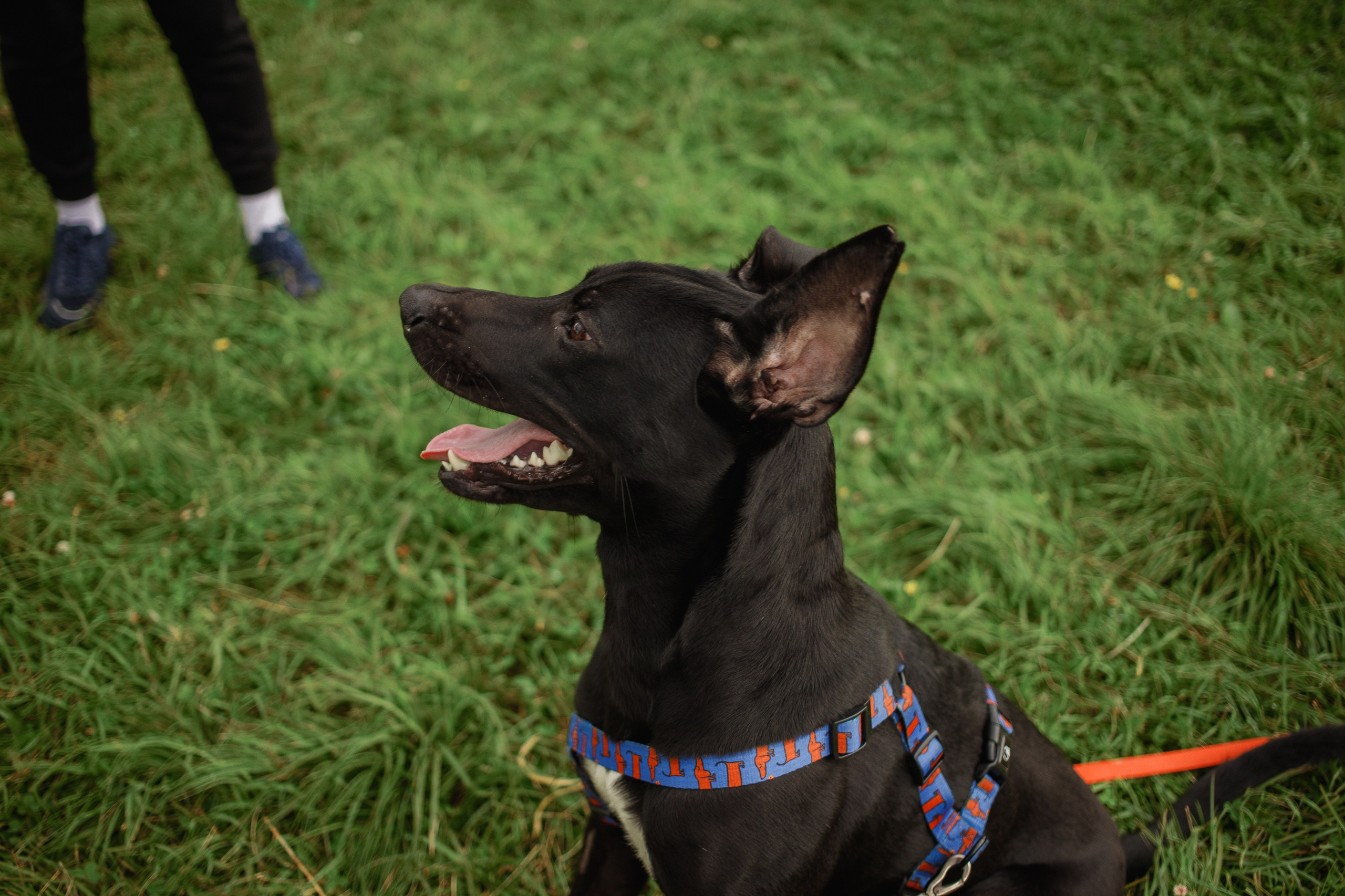 Отис ищет дом. Портретный фотограф в Санкт-Петербурге Катя Протасевич