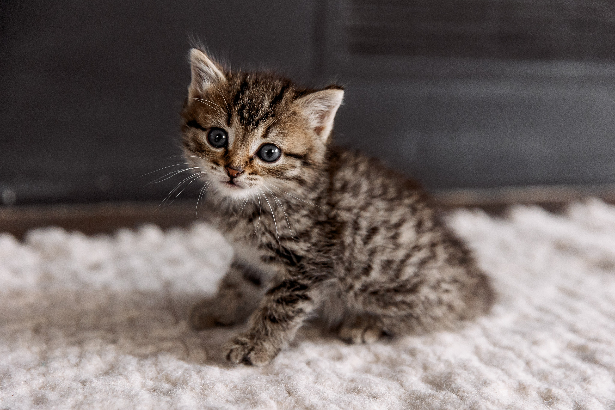 Вадислава и Нитита. Свадебный и семейный фотограф в Челябинске Юлия Ишимова