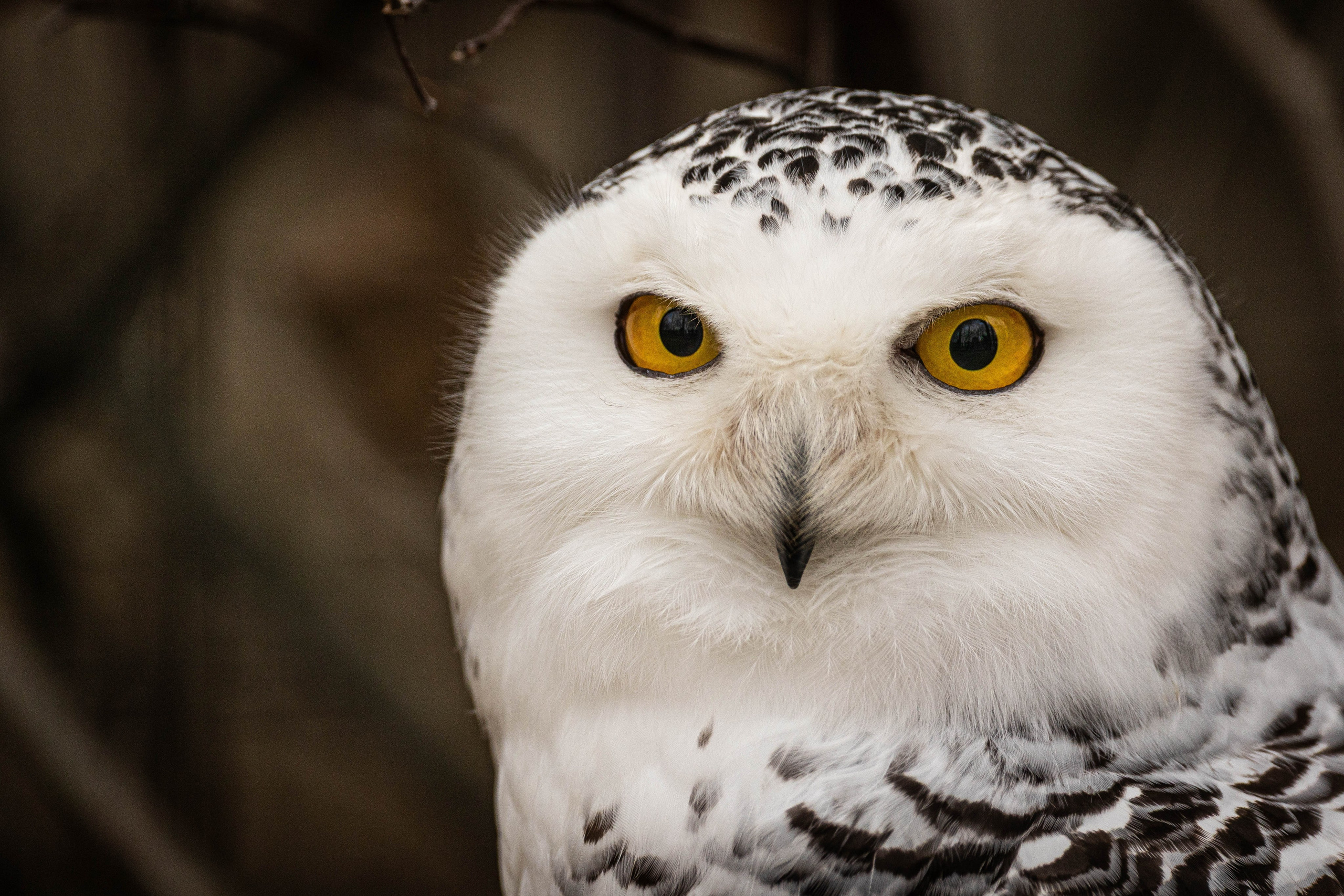Парк Малинки 2026. Фотограф-АниМалист Анна Абрамова