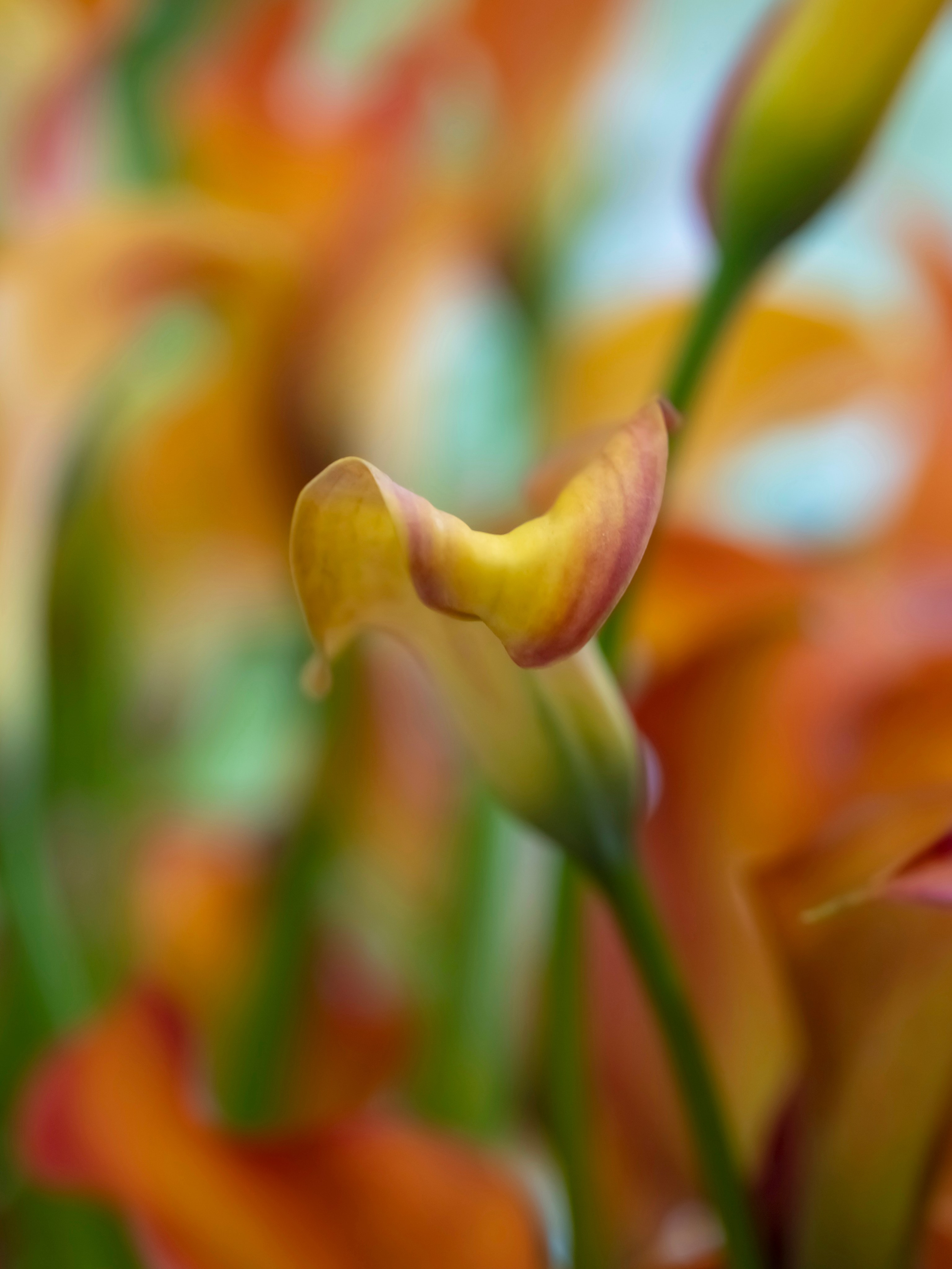 Цветы-Экспо 2023. Фотосессии и репортаж — Фотограф в Москве — Рина Серёгина