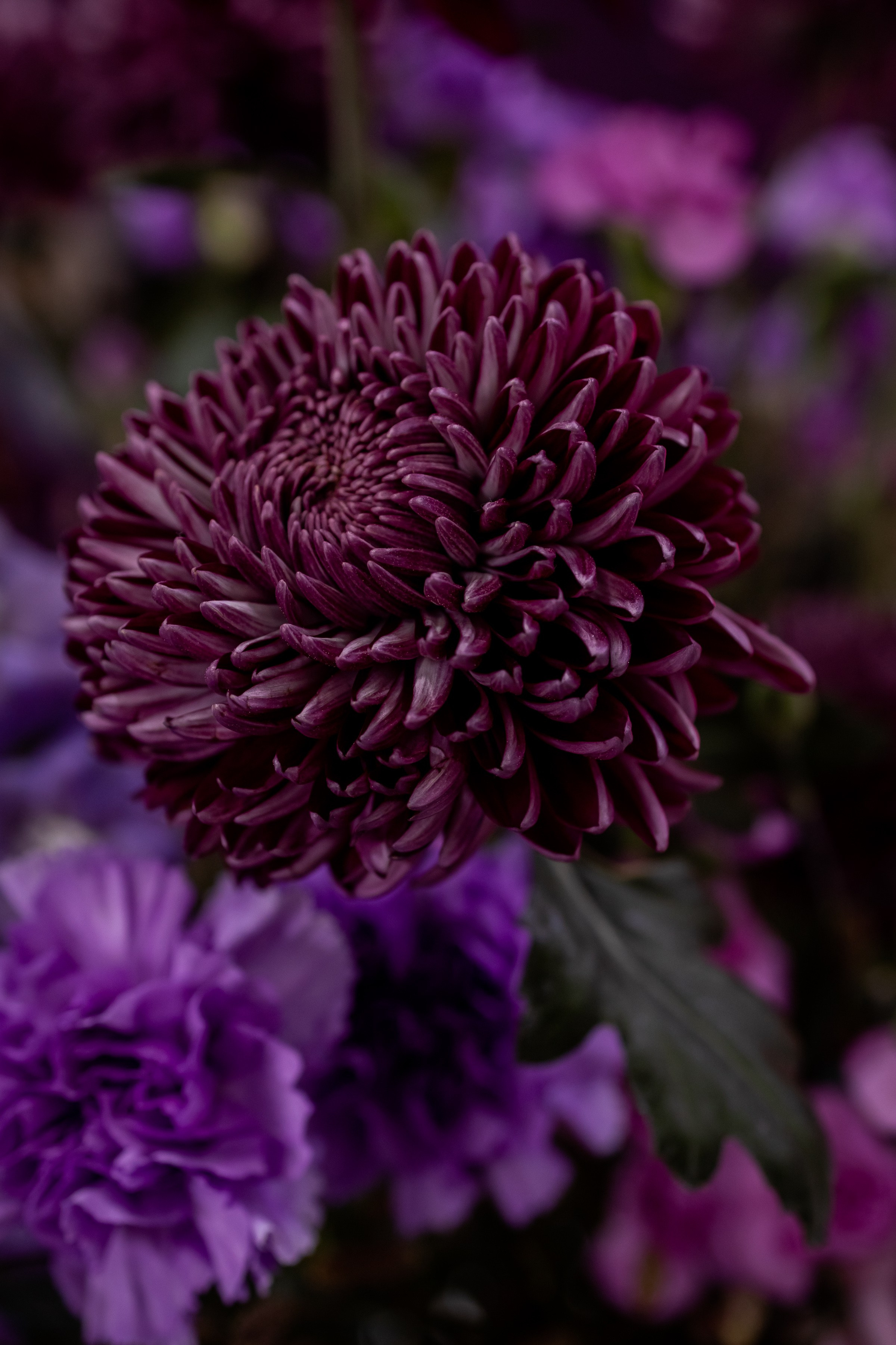 Цветы-Экспо 2025. Фотосессии и репортаж — Фотограф в Москве — Рина Серёгина