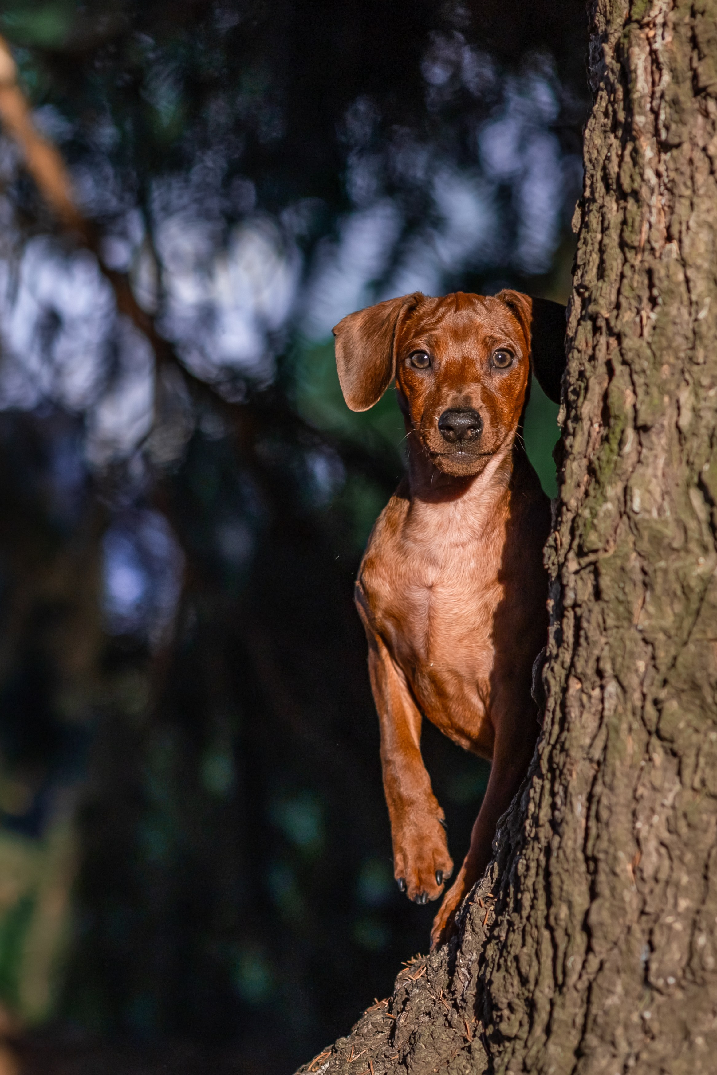 Пинчерята. Фотограф анималист Аня Ливанова | Рыбинск