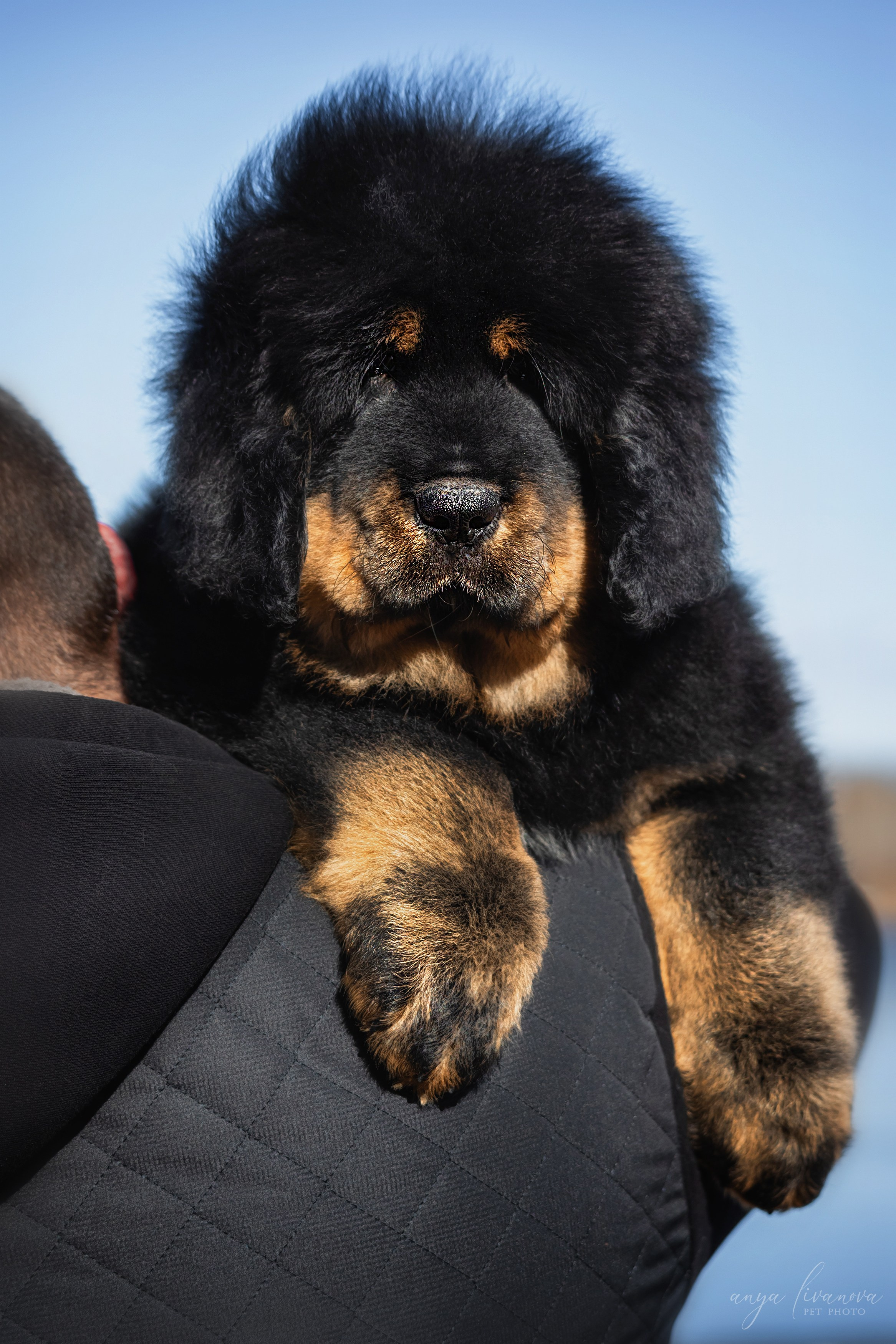 Тибеты. Фотограф анималист Аня Ливанова | Рыбинск