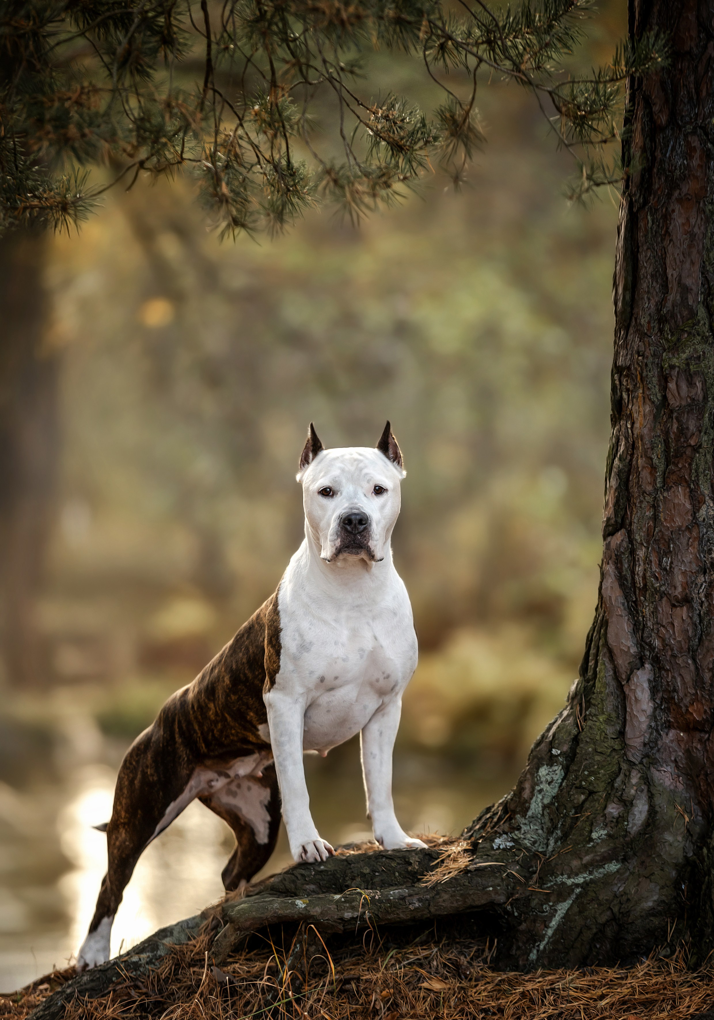 Портретная съемка. Фотограф-анималист в Санкт-Петербурге — Юлия Чайкина