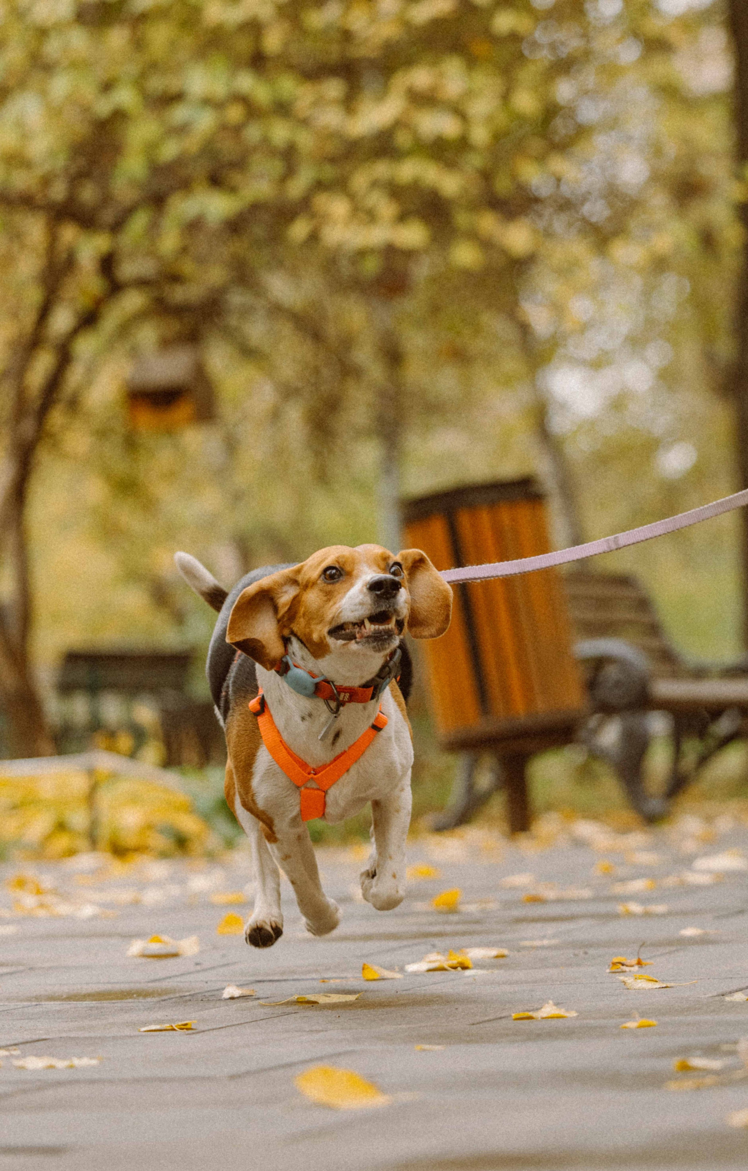 Света и Ива. Фотограф-анималист в Москве Лера Черноног