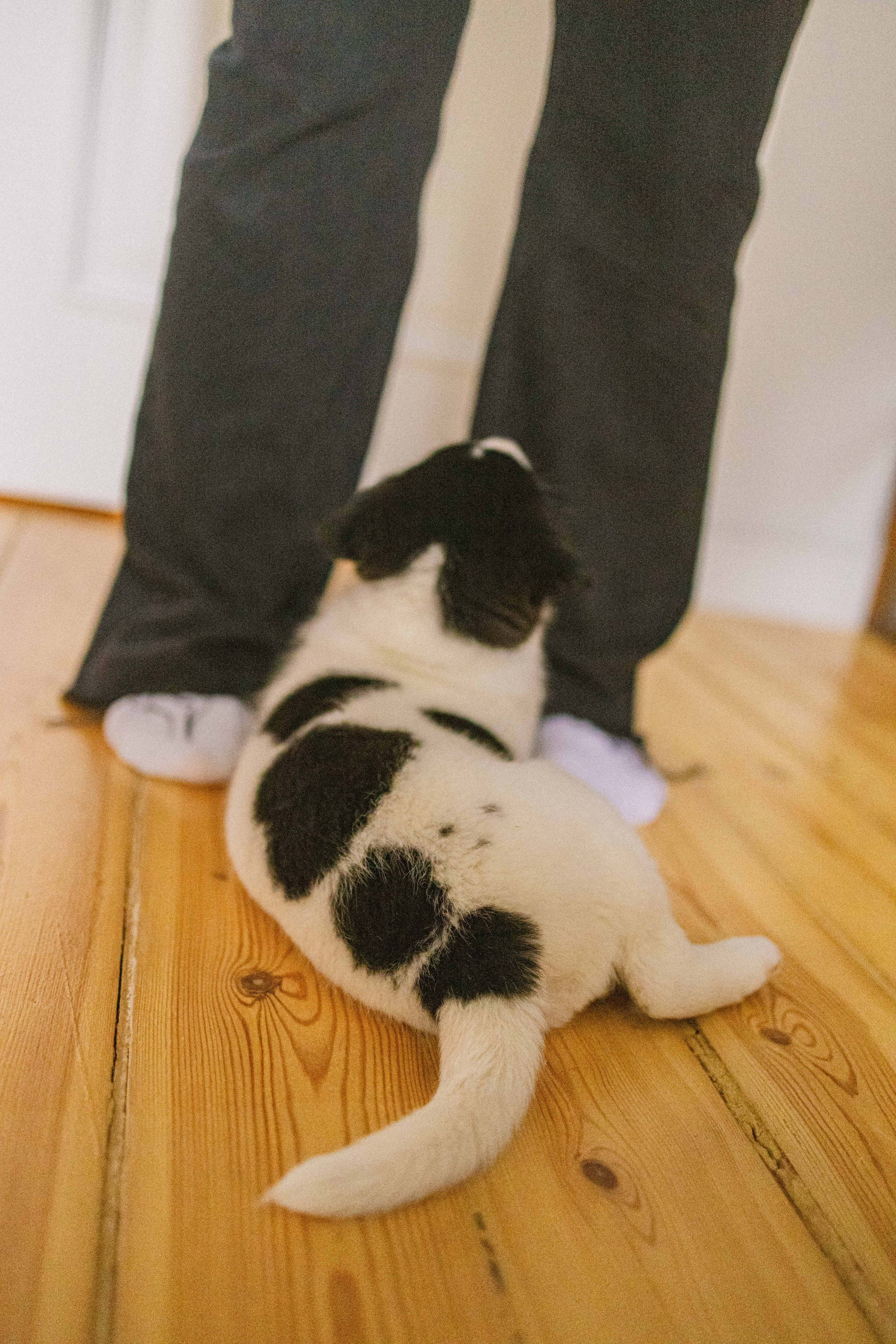 Щеночки. Фотограф-анималист в Москве Лера Черноног