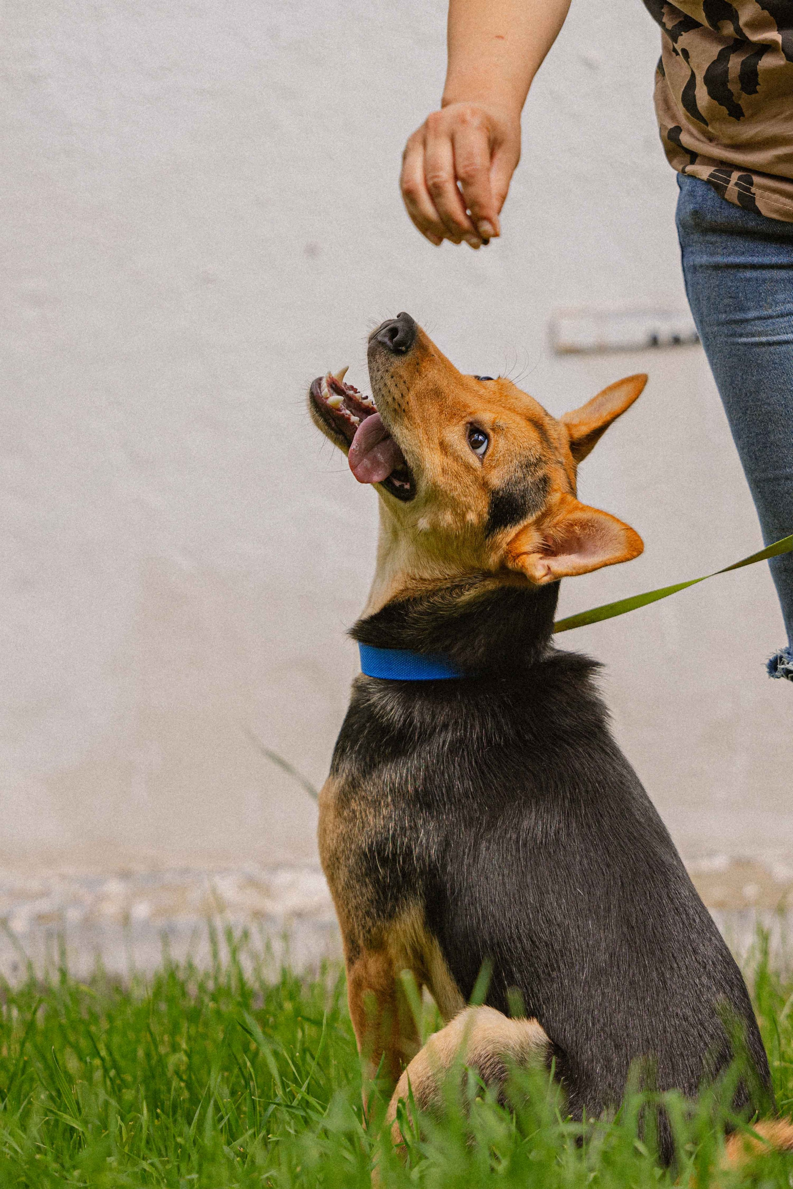 Джеки. Фотограф-анималист в Москве Лера Черноног
