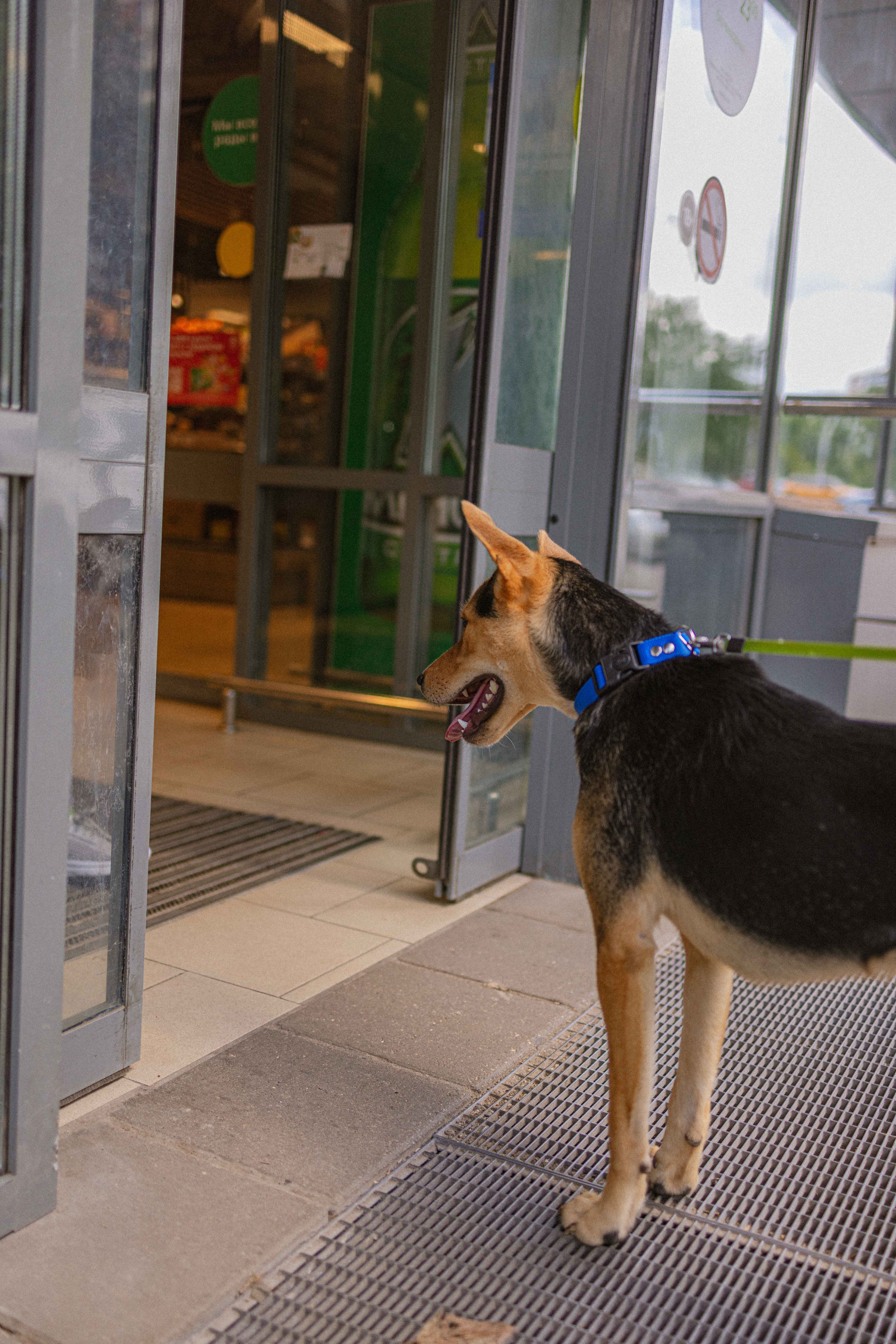 Джеки. Фотограф-анималист в Москве Лера Черноног