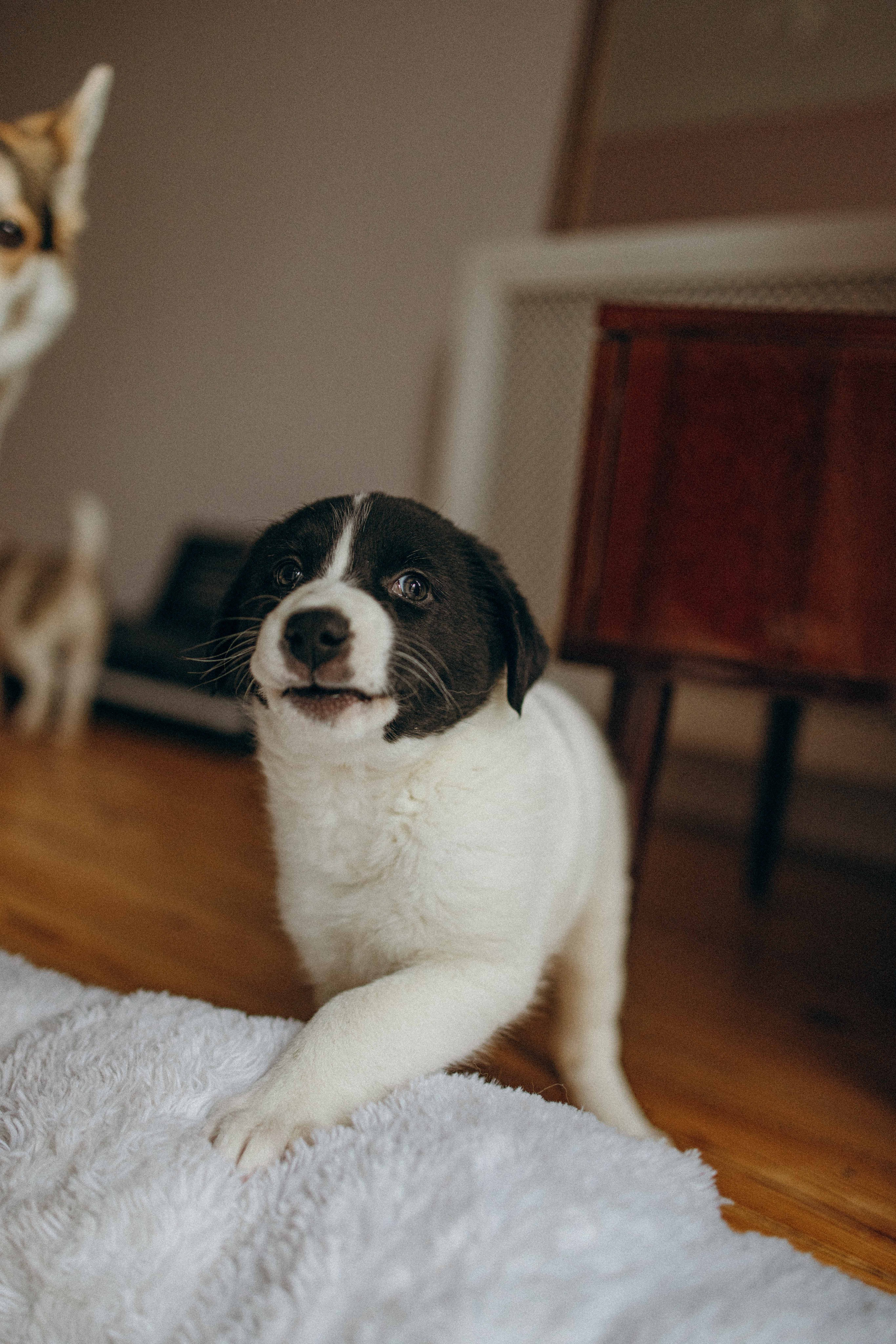 Щеночки. Фотограф-анималист в Москве Лера Черноног