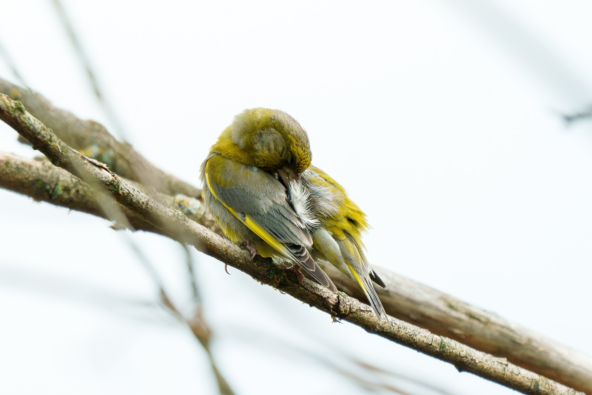 Удивительные мир птиц. Вокруг нас столько прекрасного — присмотритесь!. Ваш личный фотограф Марина Волкова