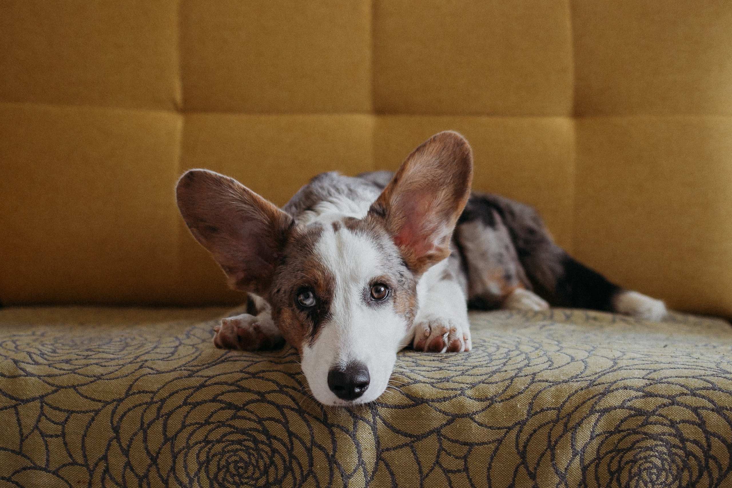 Ксюша, Жан и Марципан. Семейный фотограф в Самаре