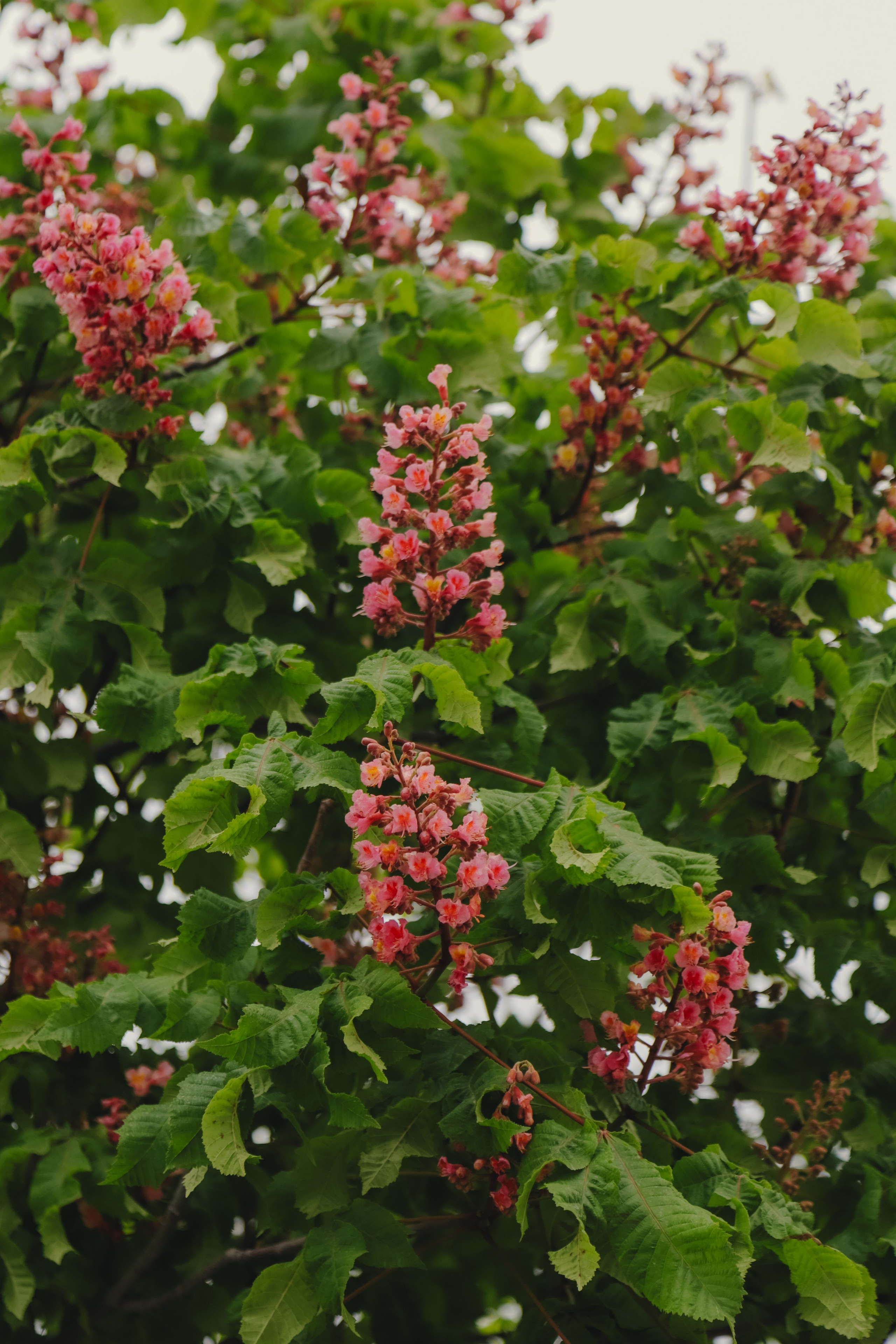 Самарканд апрель 2026. Фотограф Юля Постнова