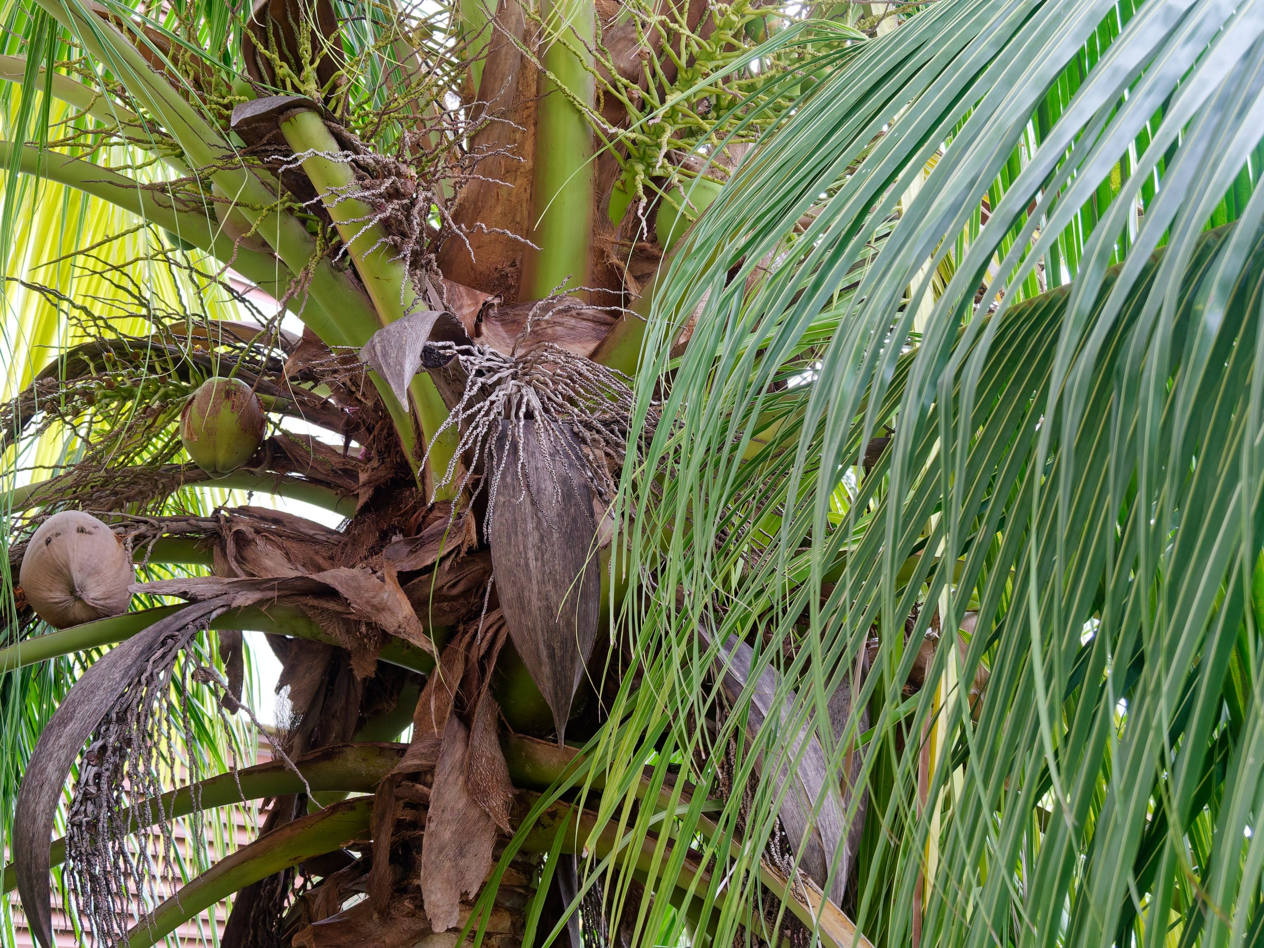 Хайнань 2026, флора, цветы и деревья. Фотопрогулки по Миру