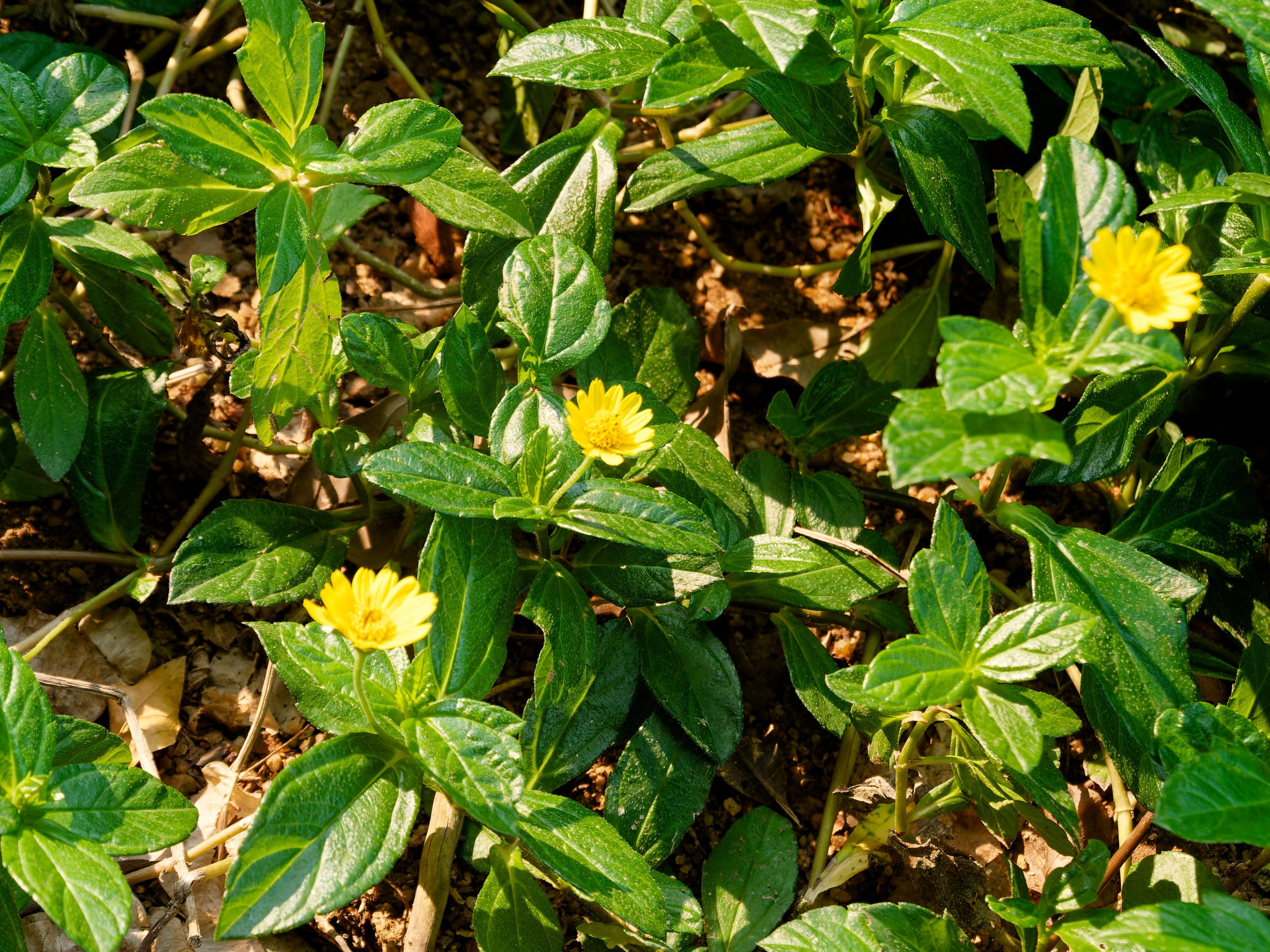 Хайнань 2026, флора, цветы и деревья. Фотопрогулки по Миру