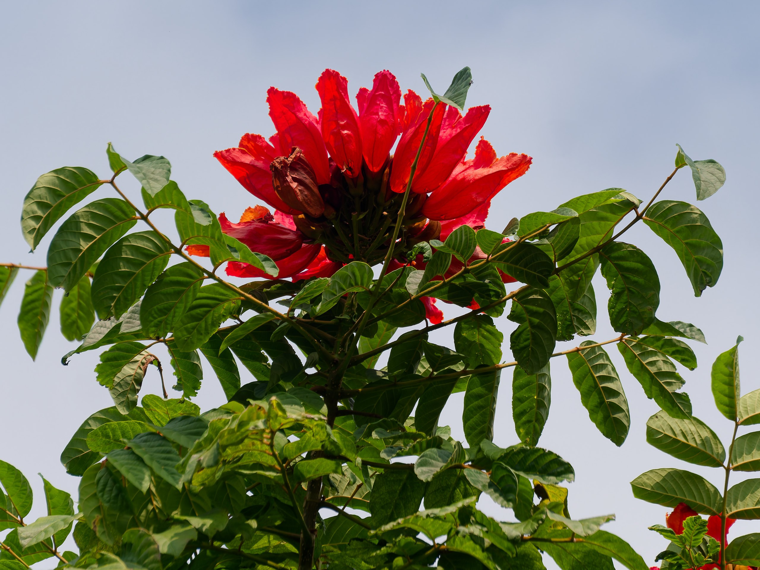 Хайнань 2026, флора, цветы и деревья. Фотопрогулки по Миру