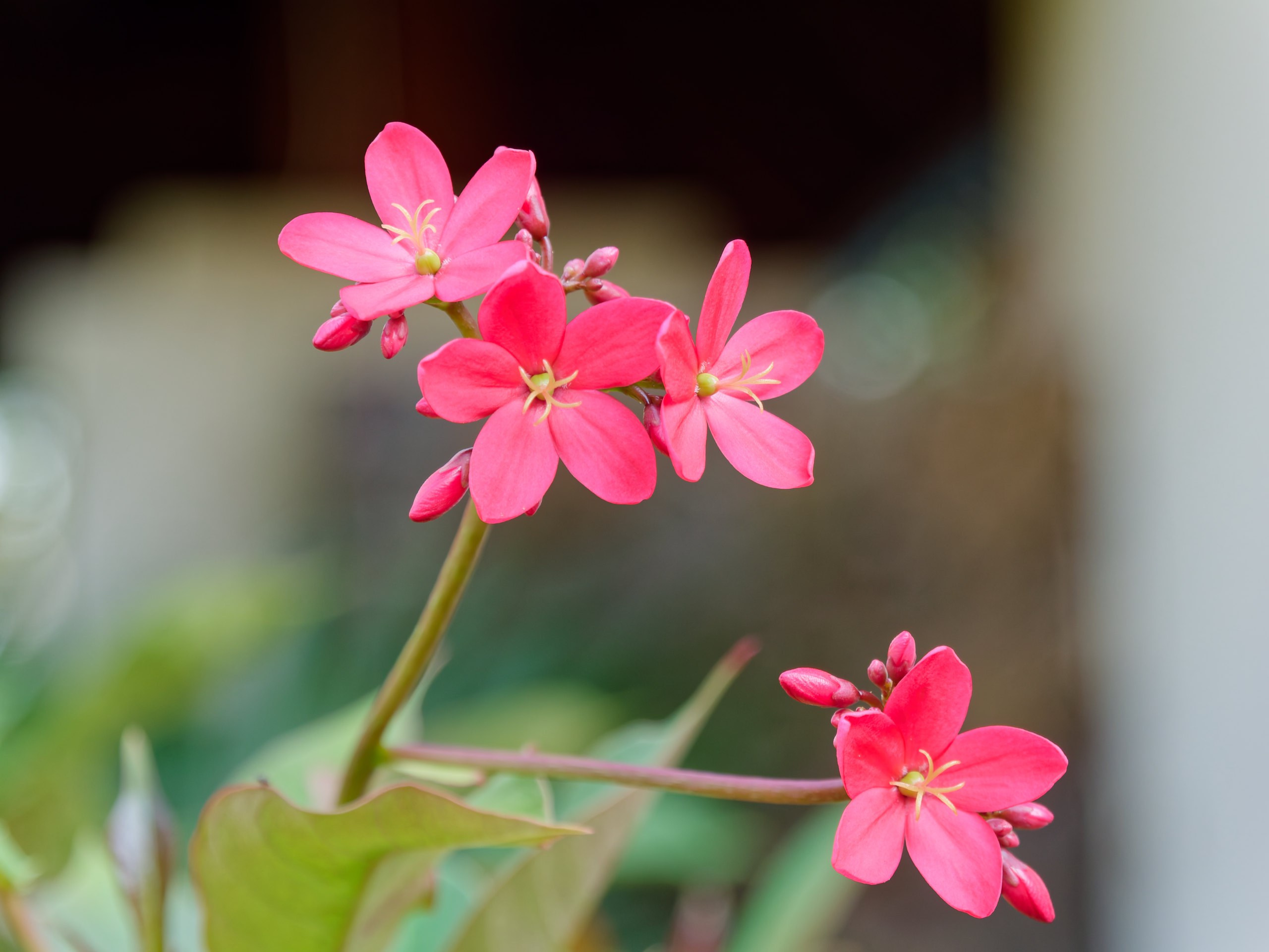 Хайнань 2026, флора, цветы и деревья. Фотопрогулки по Миру