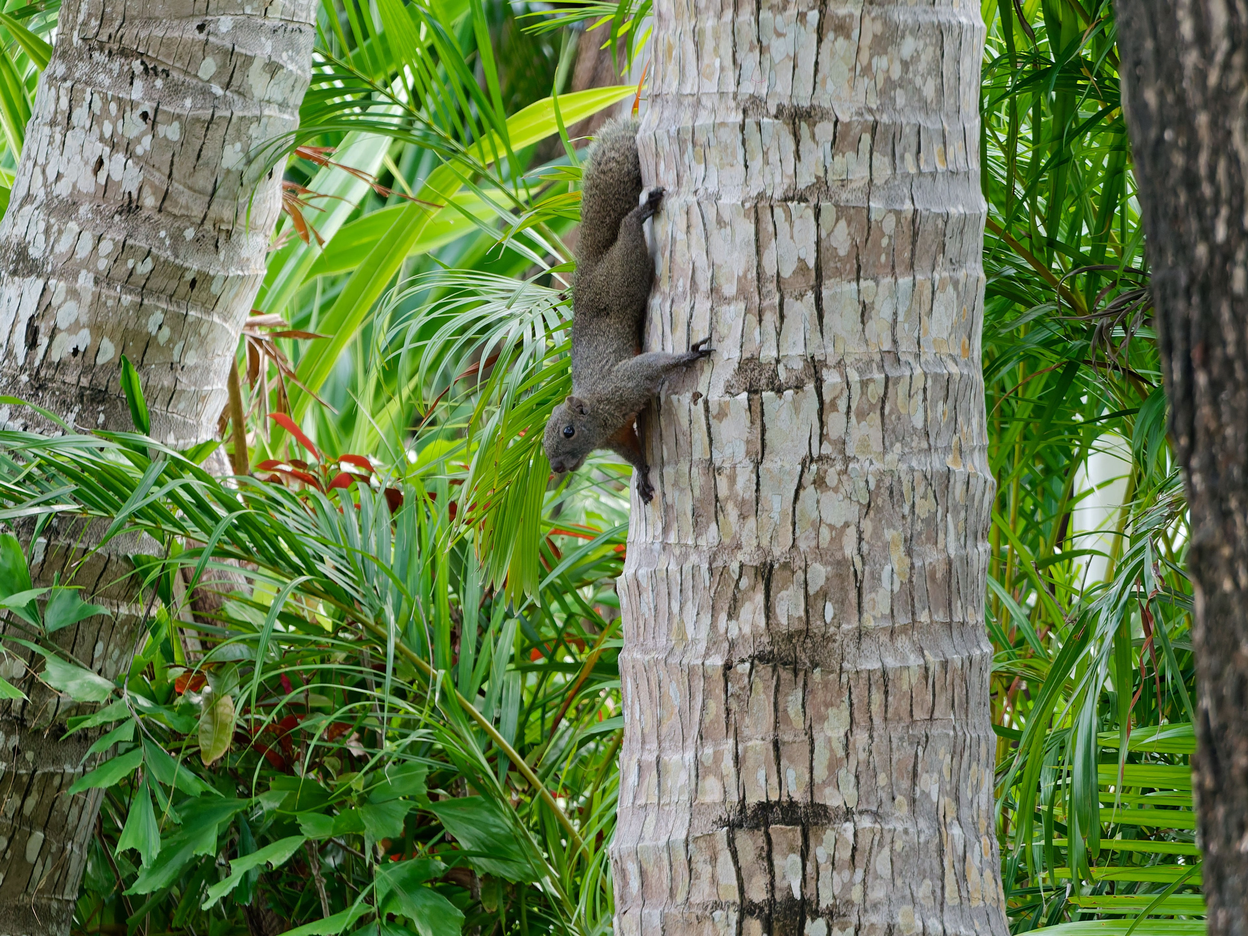 Хайнань 2026, белки. Фотопрогулки по Миру