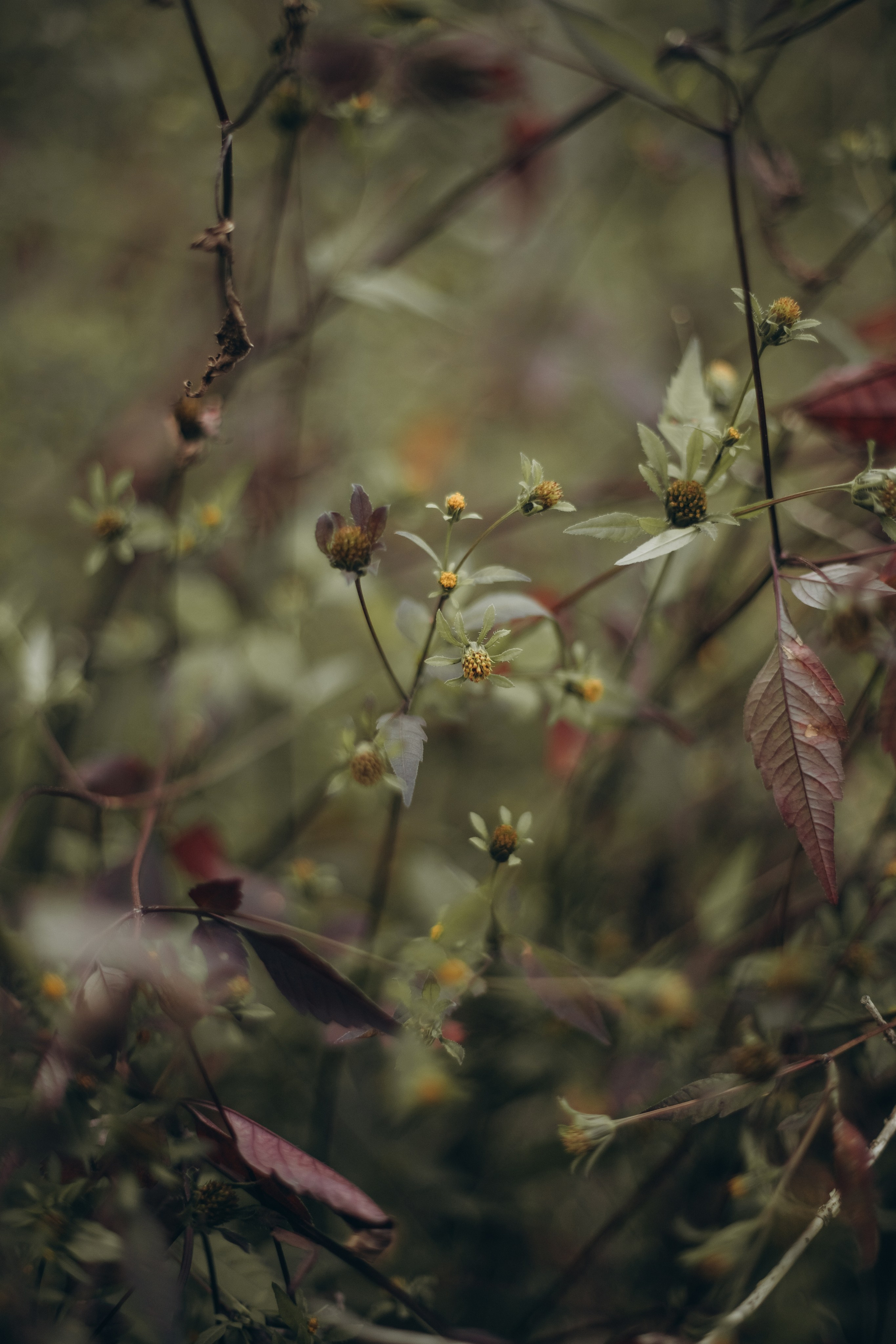 В тишине леса. Семейный фотограф в Брянске Зурилина Екатерина