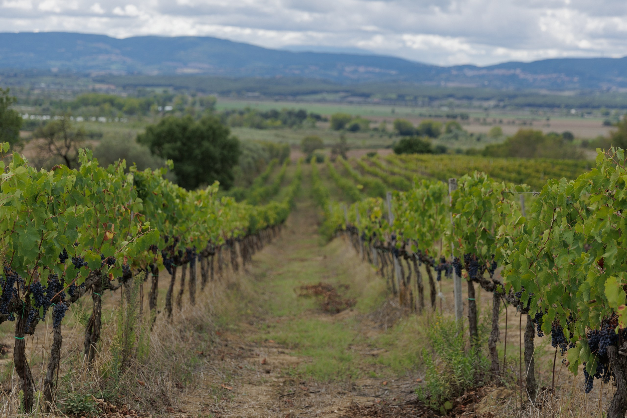 M&V. Фотограф Краснодар Юлия Бураченко Свадьбы Репортаж Семейные Индивидуальные съемки