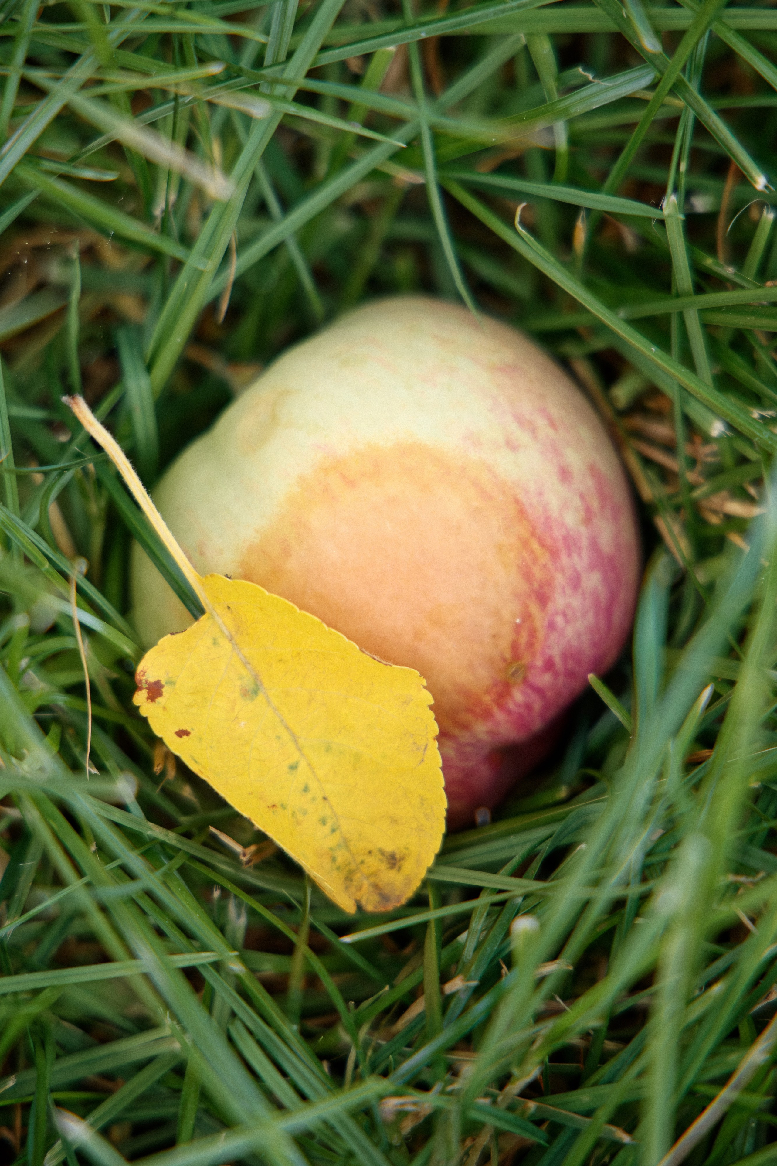 Семья Даниловых. Семейный фотограф — Макс Белогрудов