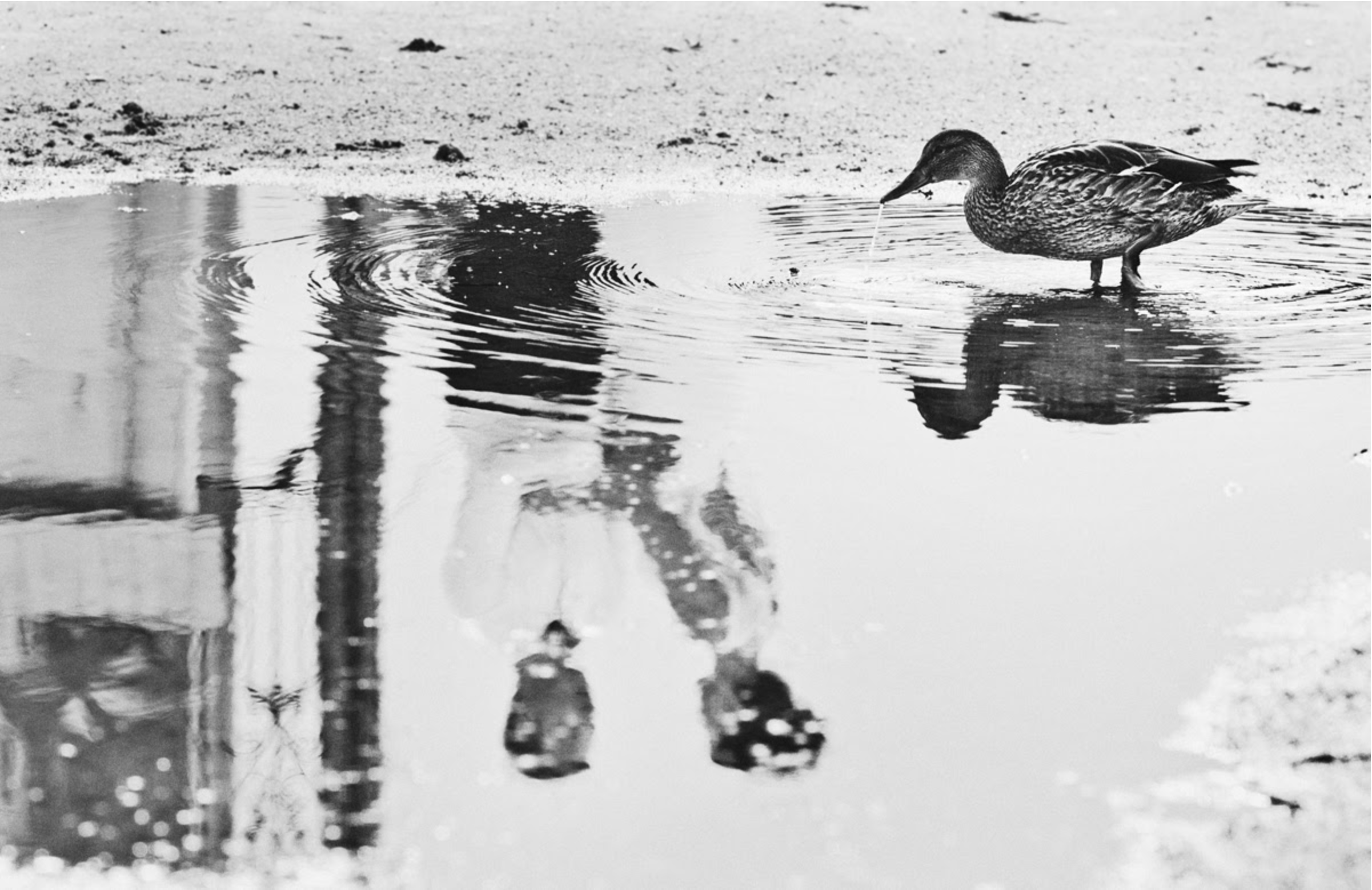 Черно-белые залипательные фото. Свадебный фотограф в Смоленске Анна Казакова. Свадебные фотосессии, лавстори (Love Story) и выездные съемки по всей России