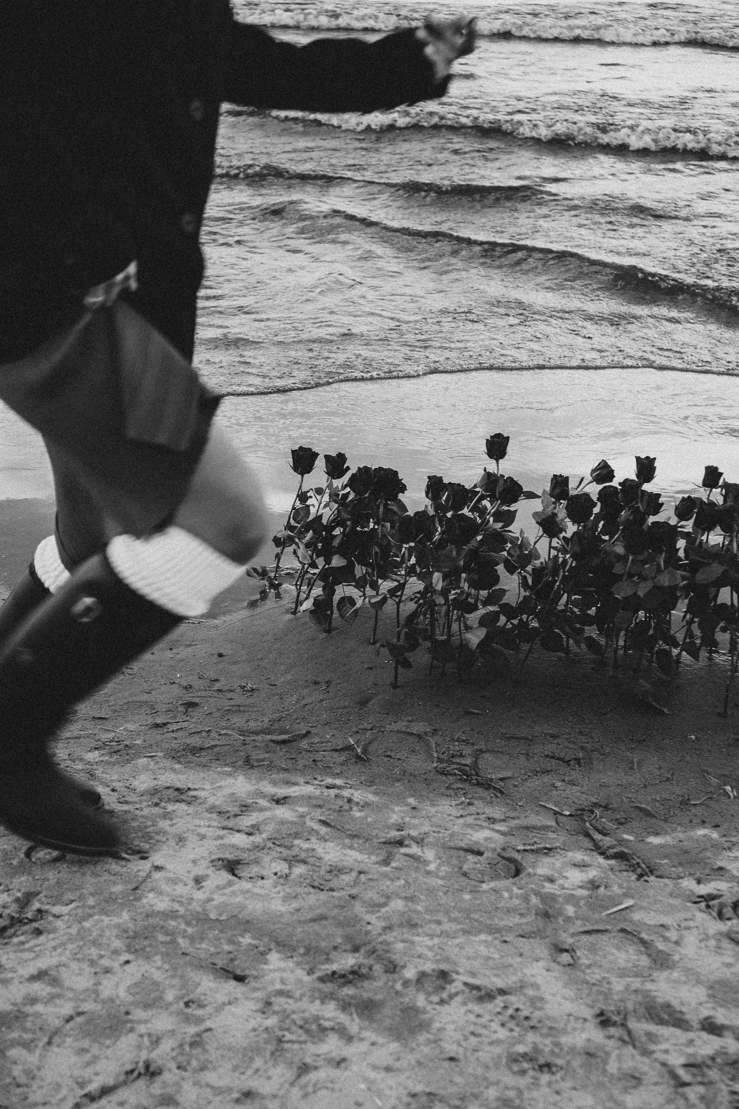 Розы. Профессиональный фотограф, Санкт-Петербург — Виктория Богомолова