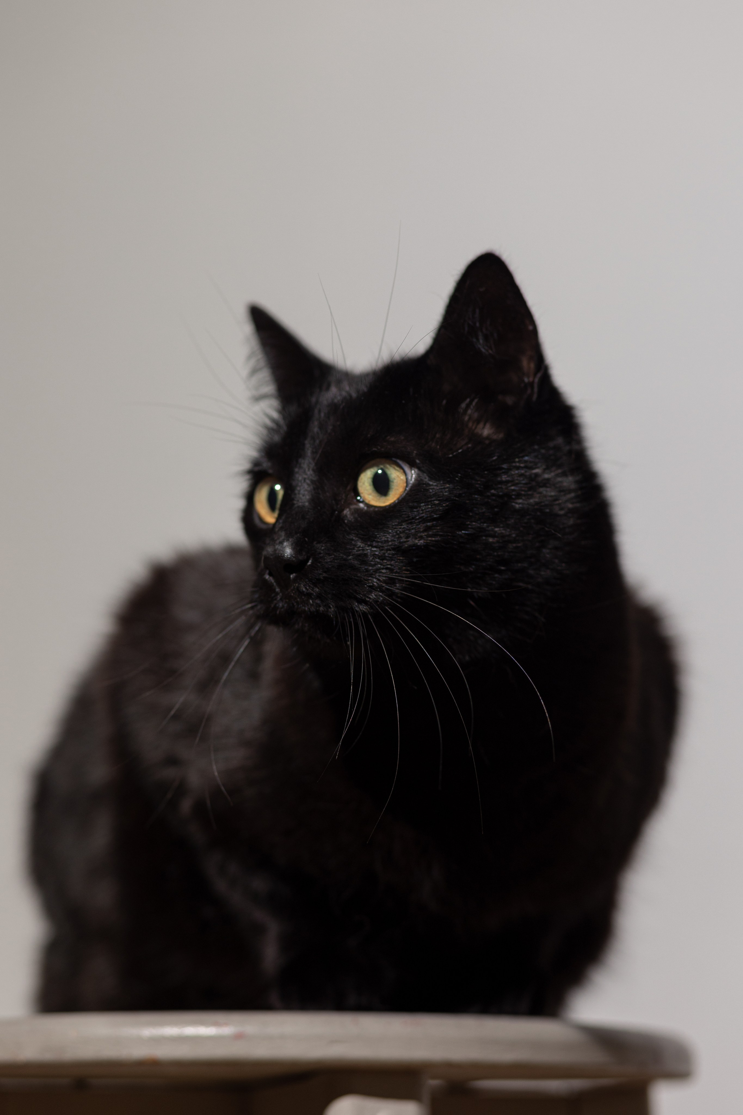 Анюта и Чарли