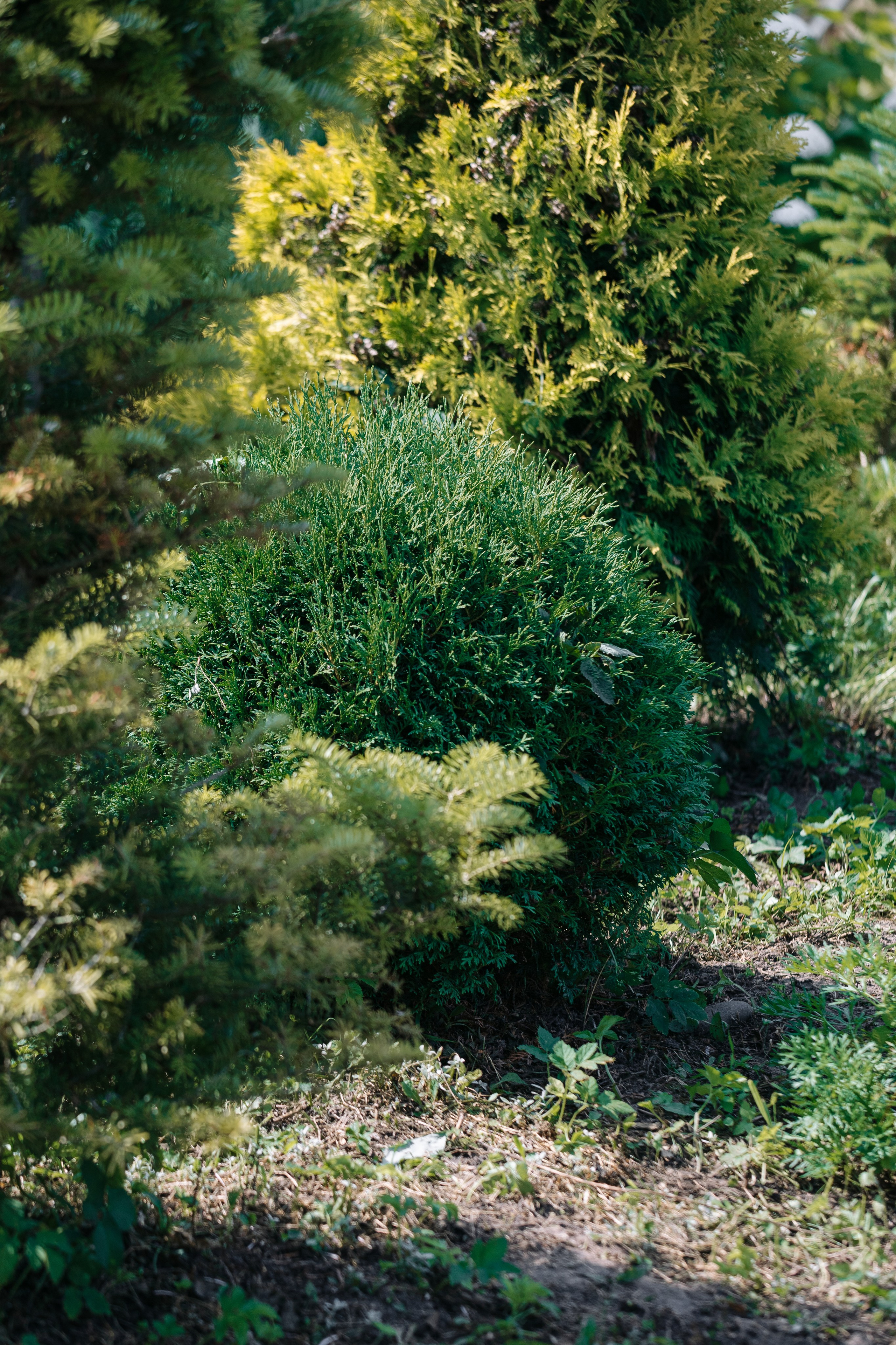 Ландшафтный дизайн. Главная