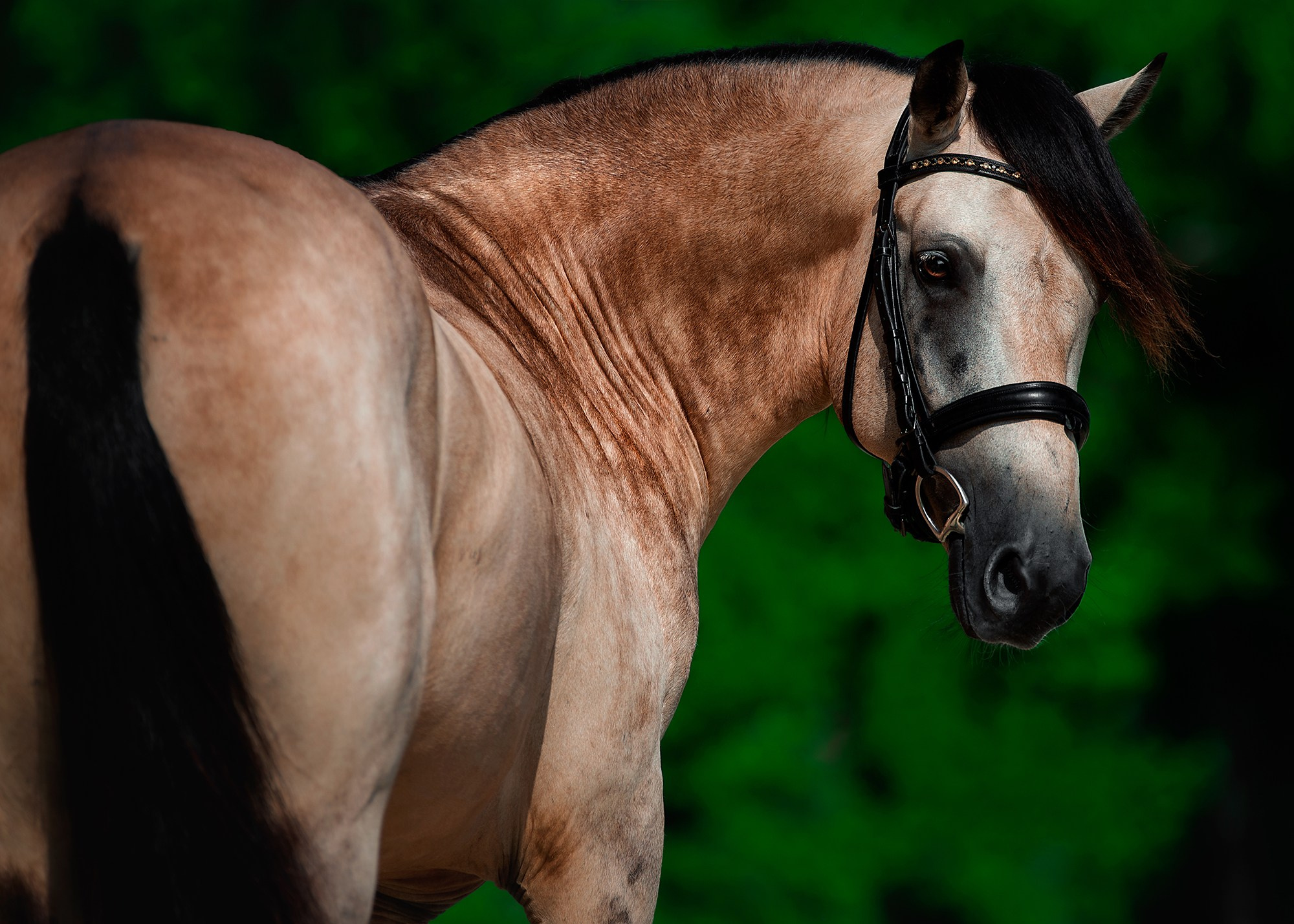 Портреты. Конный фотограф Alesya Safe