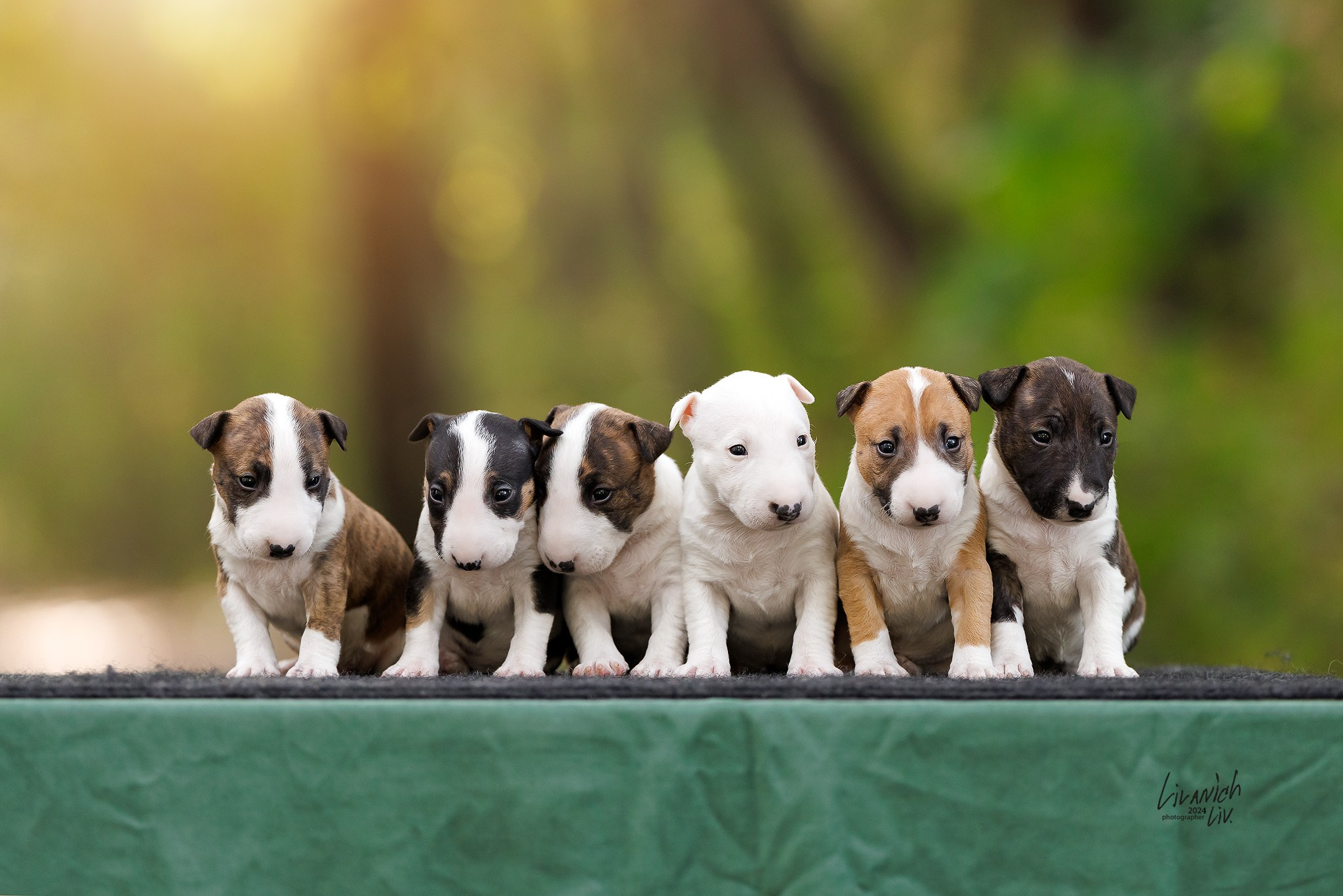 Щенки. Фотограф для вашей собаки