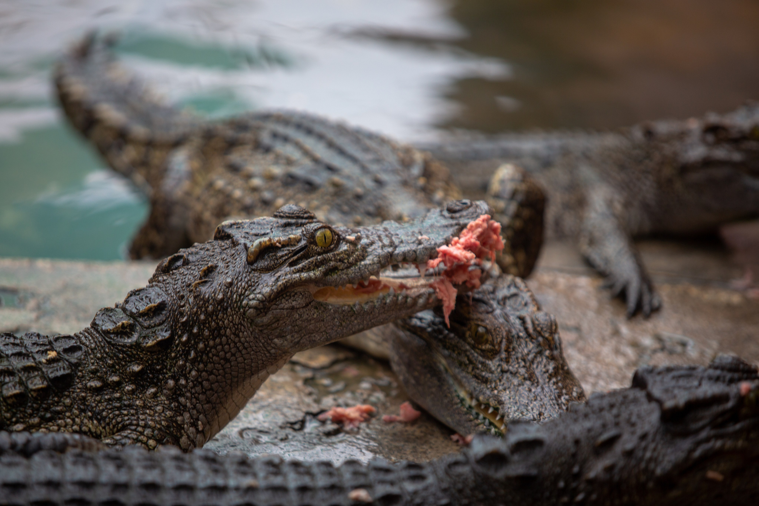 Samut Prakan Crocodile Farm & Zoo. Photographer Sonkina Tatiana (Tanya Ash)