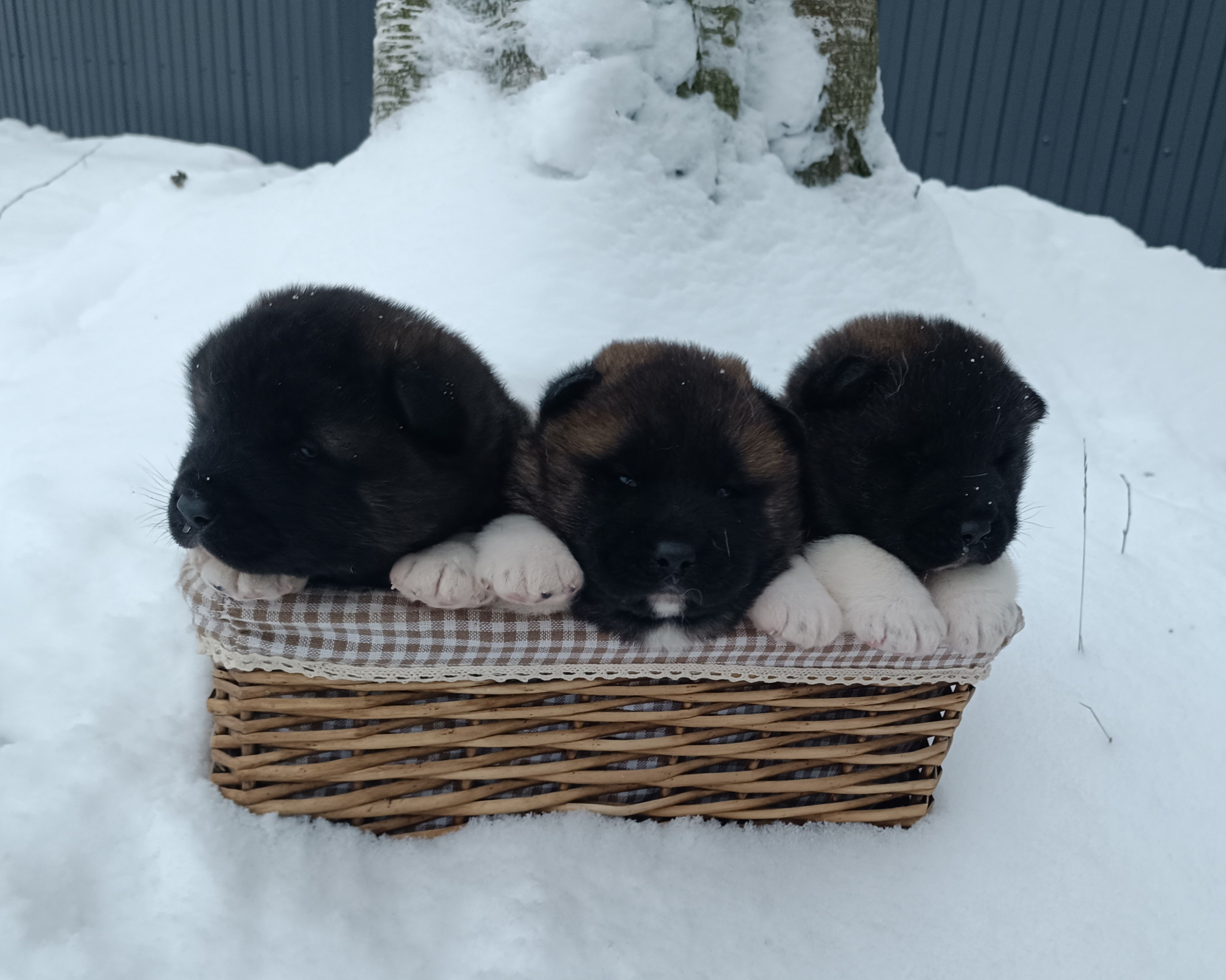 Американская акита  щенки питомник Санкт-Петербург клубные щенки Американская акита питомник RUBYLIGHT Рубилайт купить щенка американской акиты