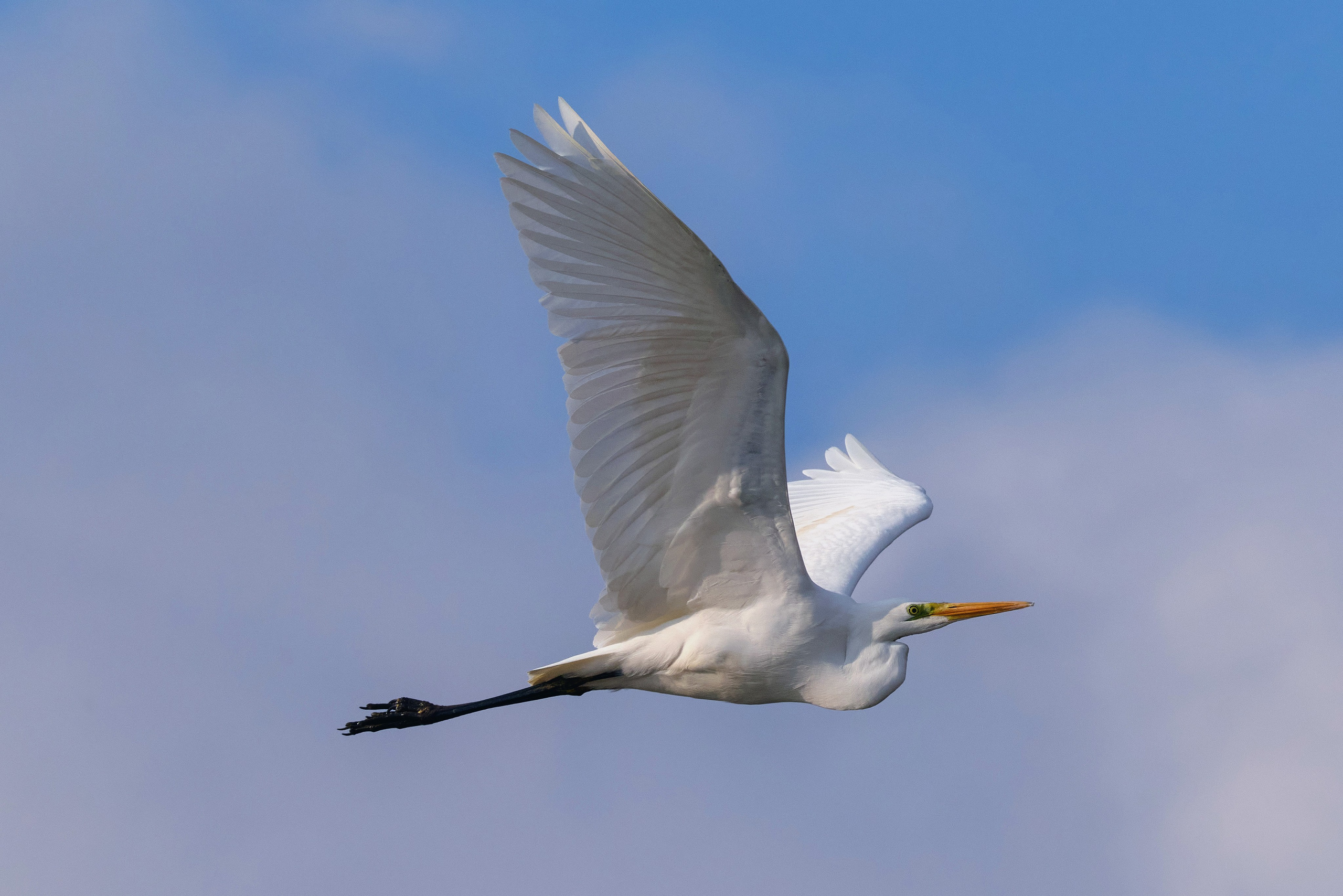 Зимняя фотография большой белой цапли на фоне неба